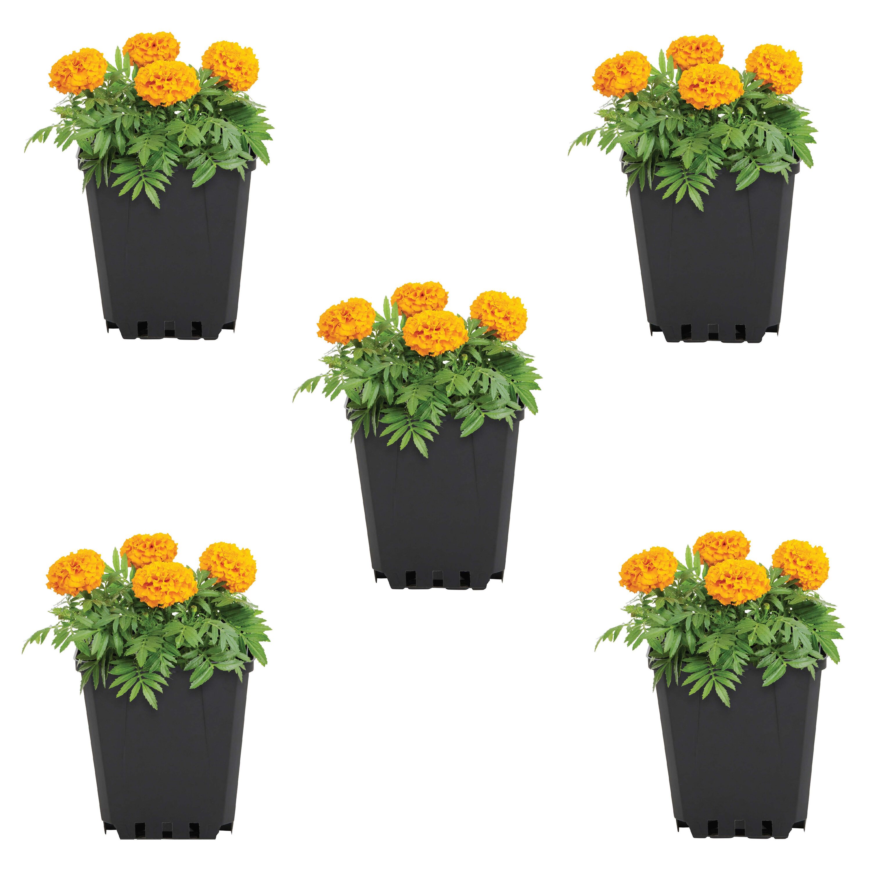 Deer Resistant Marigold Annuals at Lowes.com