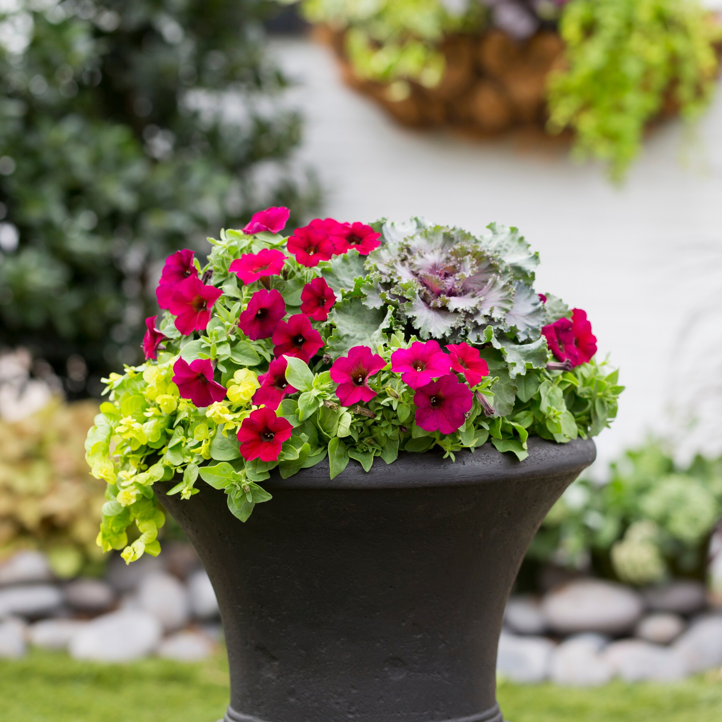 Lowe's 421930 annuals - View #10