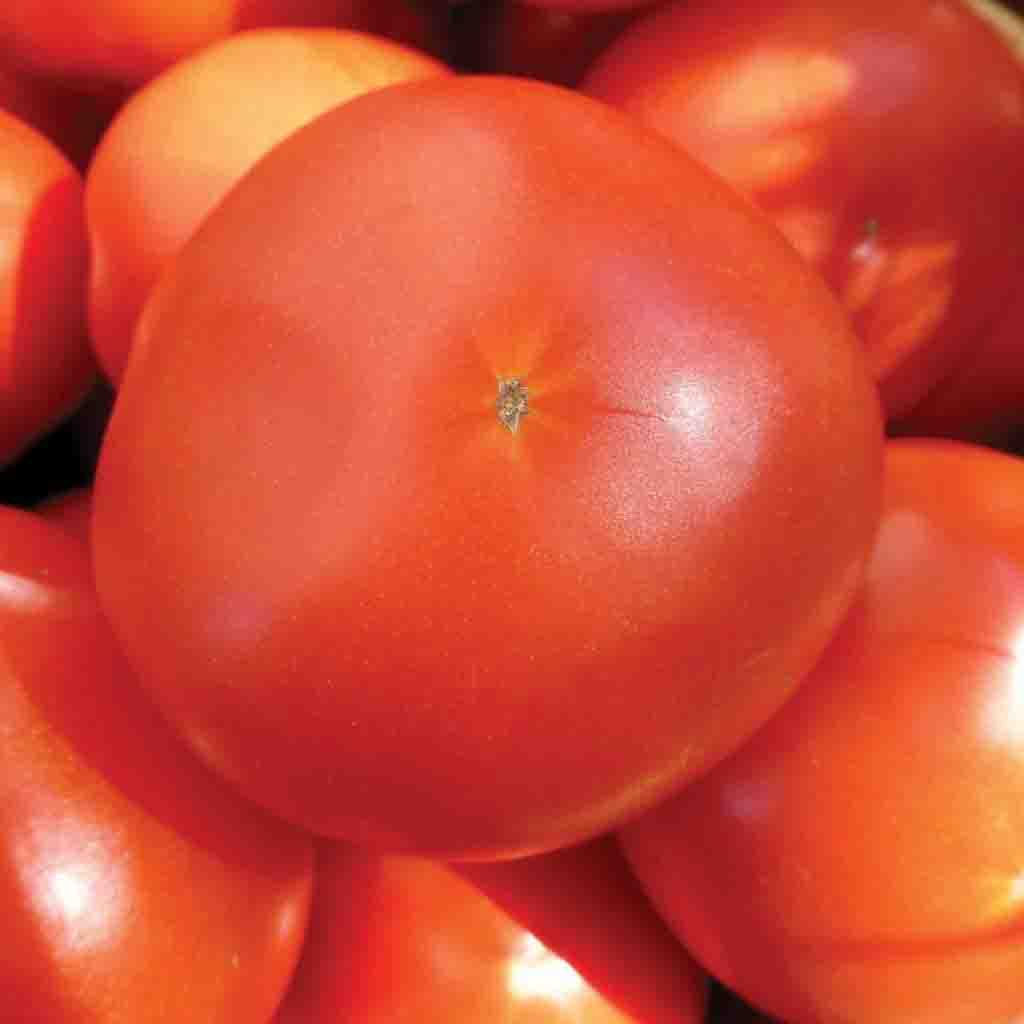 Ferry-Morse LC25.4167 Vegetable-Herb-Seeds - View #3