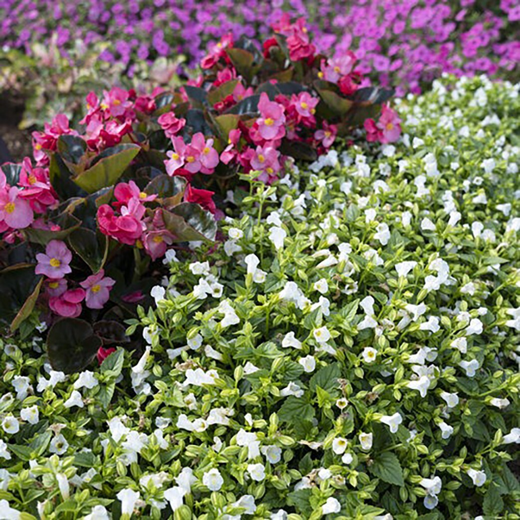 Proven Winners BETPRW0047504 perennials - View #4