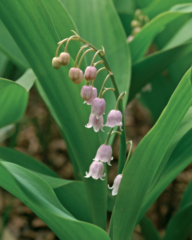 Lily of The Valley - Pink (3 Flowering Size Pips)