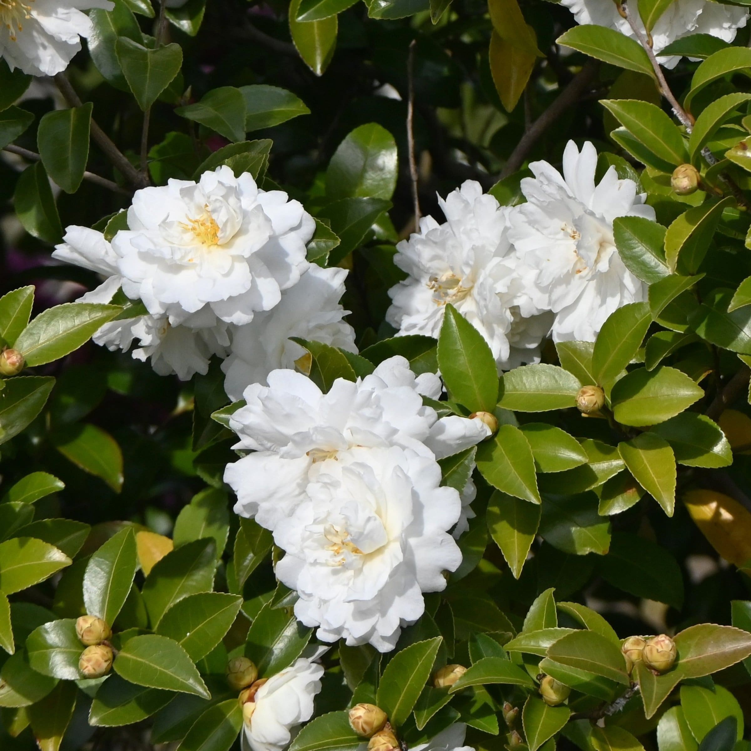 National Plant Network LW2857 shrubs - View #9