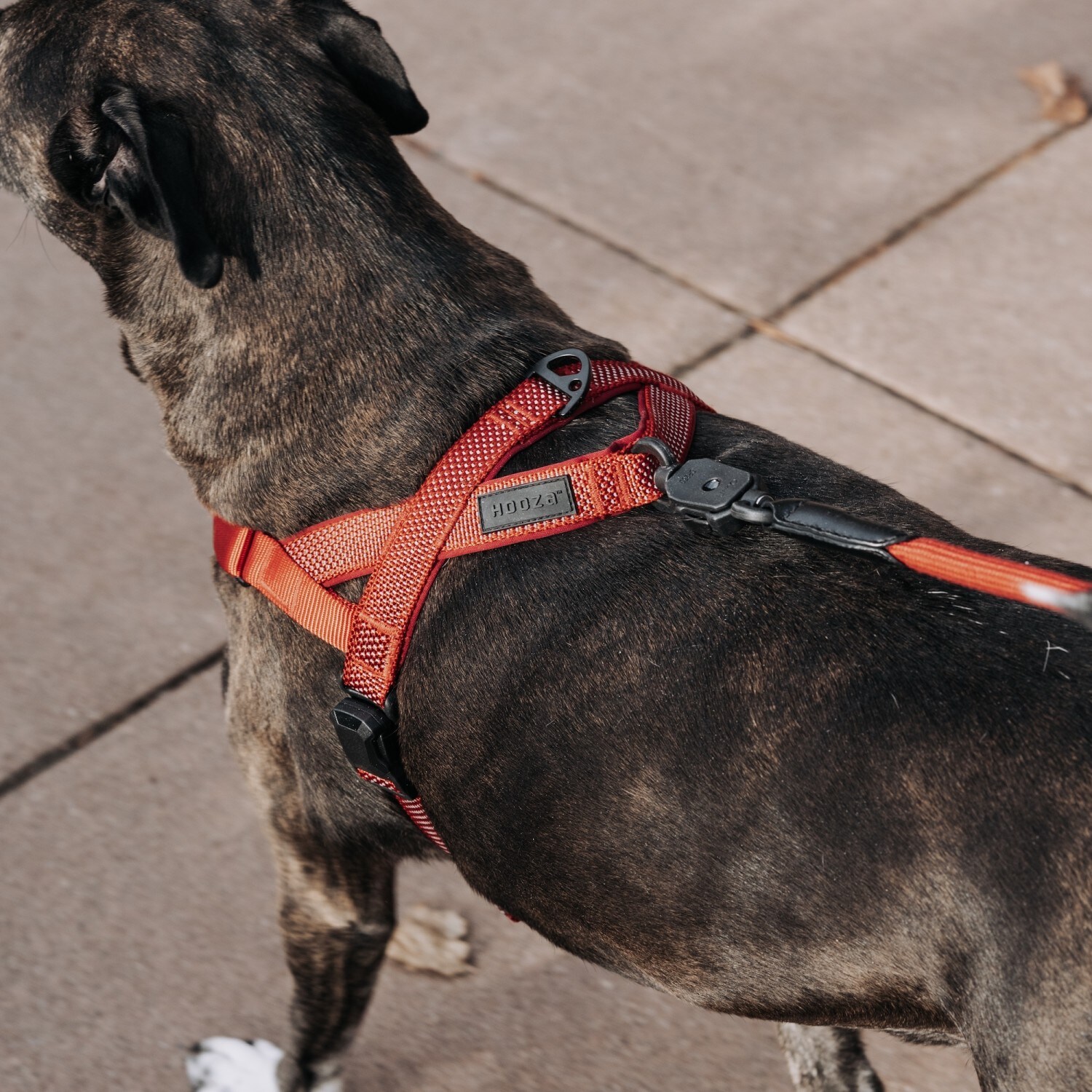 HOOZA G0080187828338 Dog-Collars-Harnesses - View #7