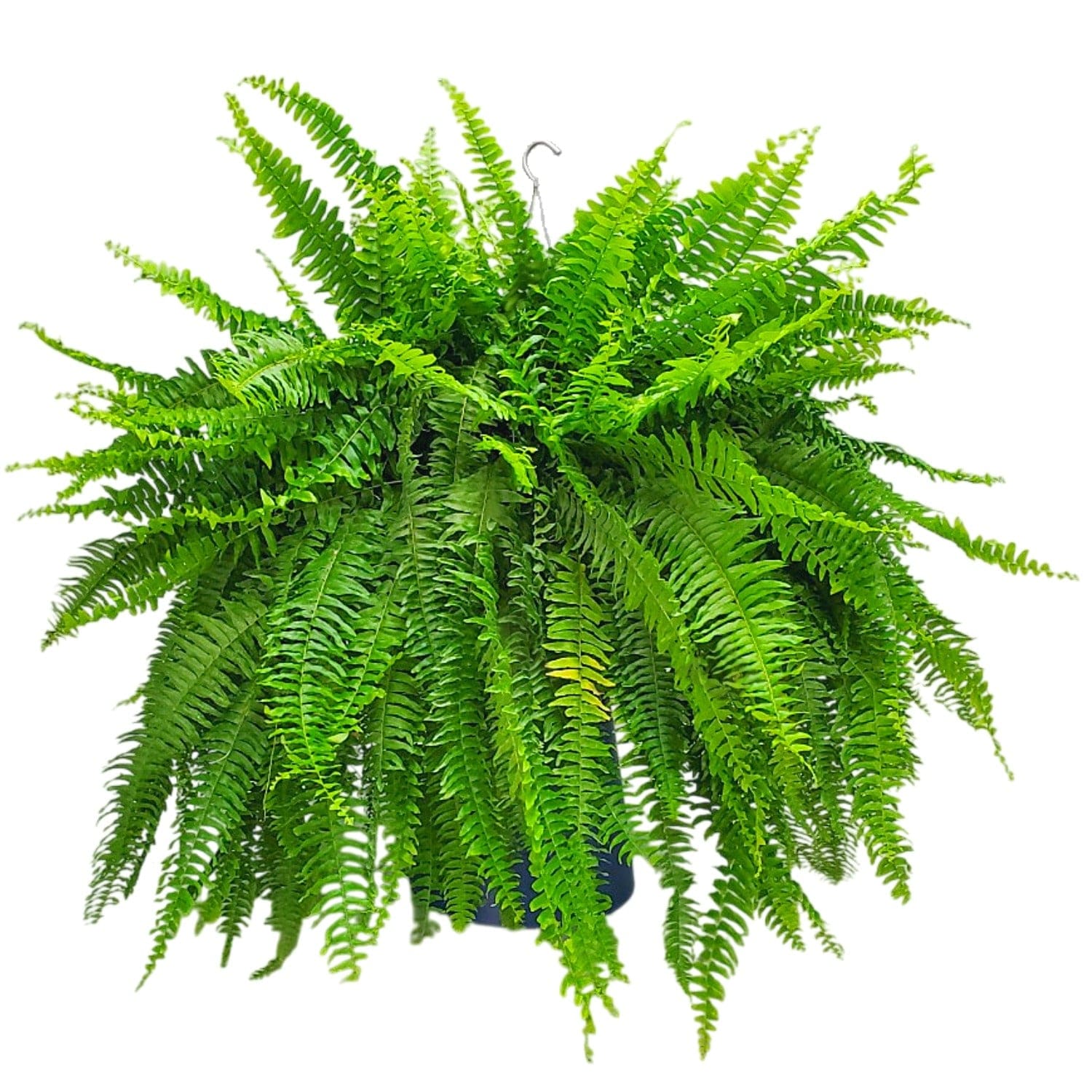 Tropical Plants of Florida Boston Fern in 12 Inch Hanging Basket 1 Pack