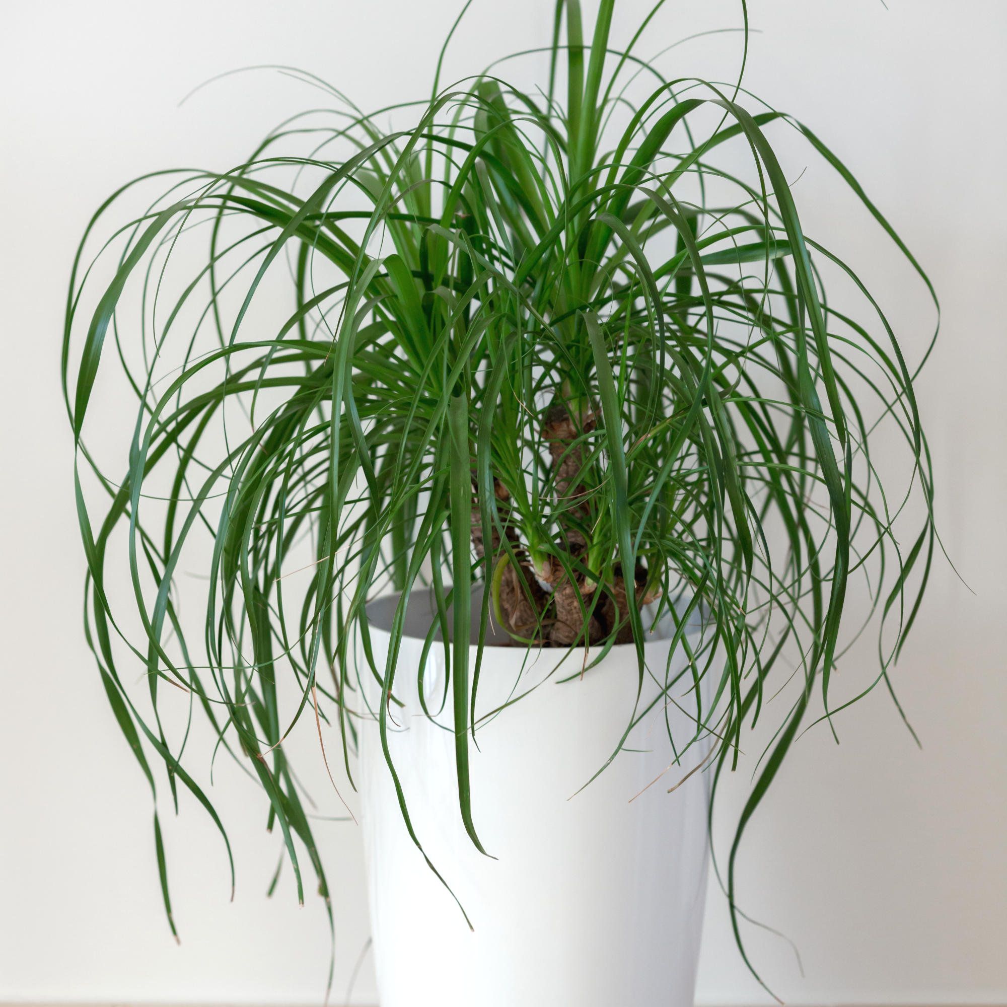 National Plant Network LW0066 hseplants - View #4