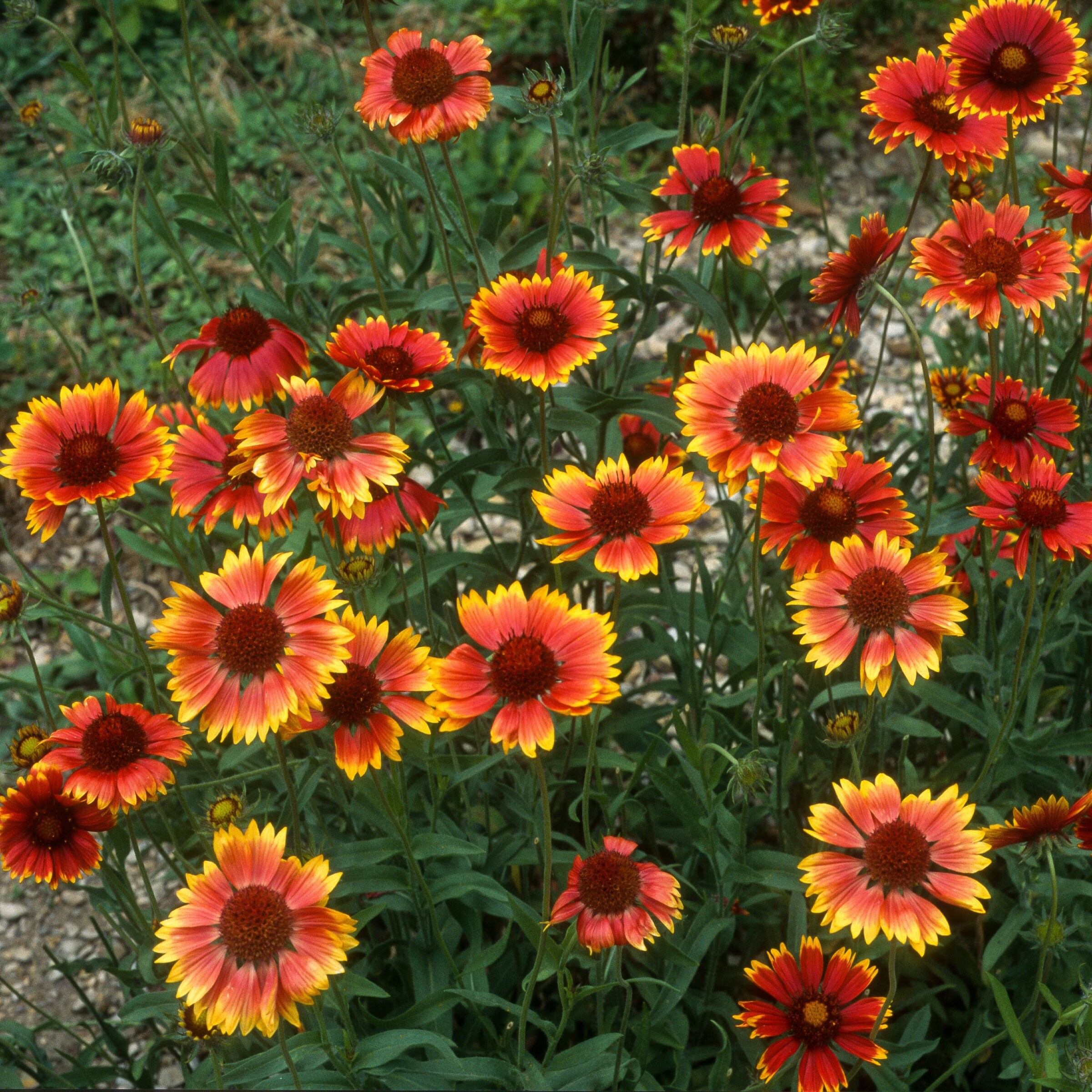 National Plant Network 3.25 -in Assorted colors Gaillardia SpinTop ...