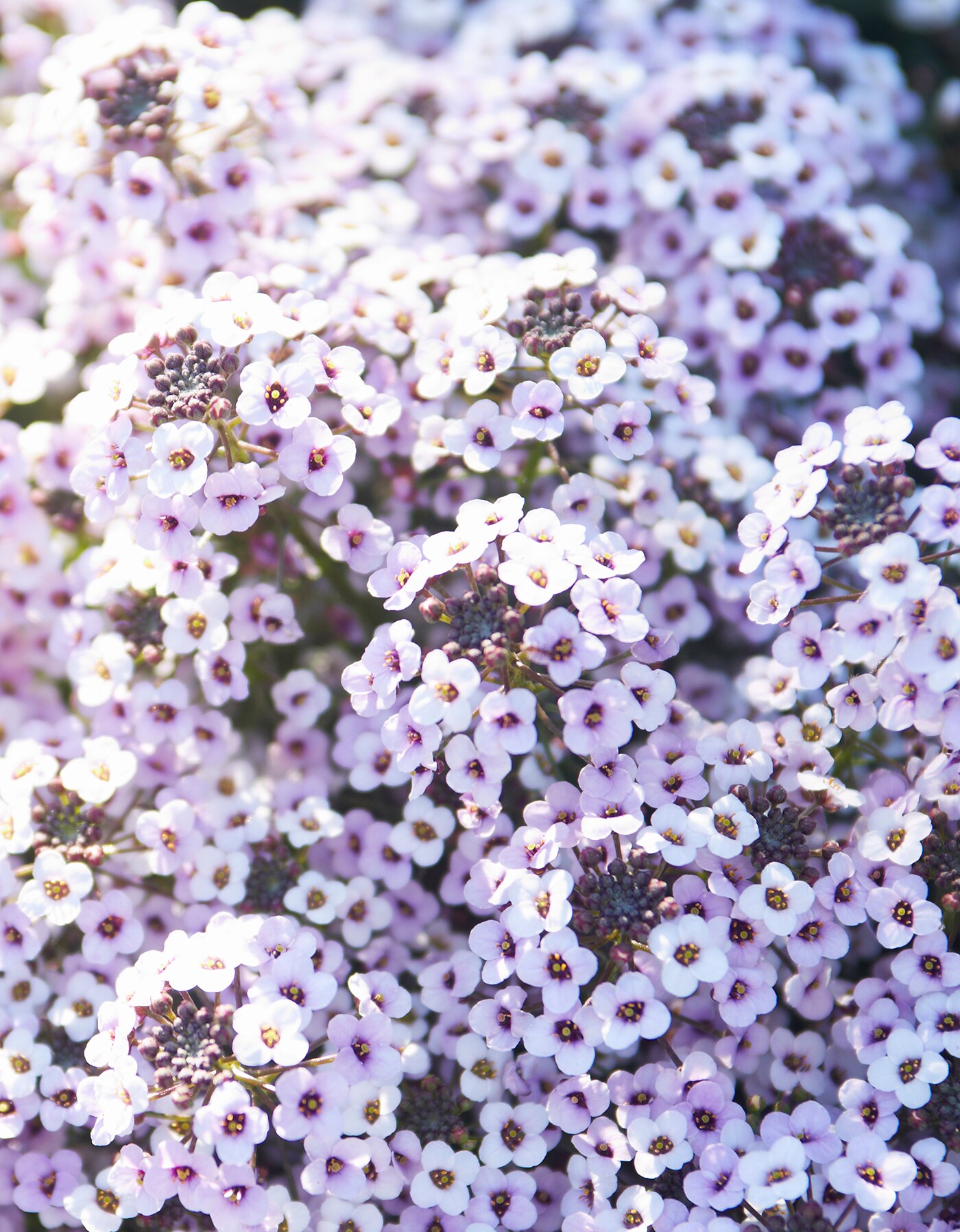 Monrovia NURSERY Multicolor Alyssum Plant in 2.5-Quart Pot