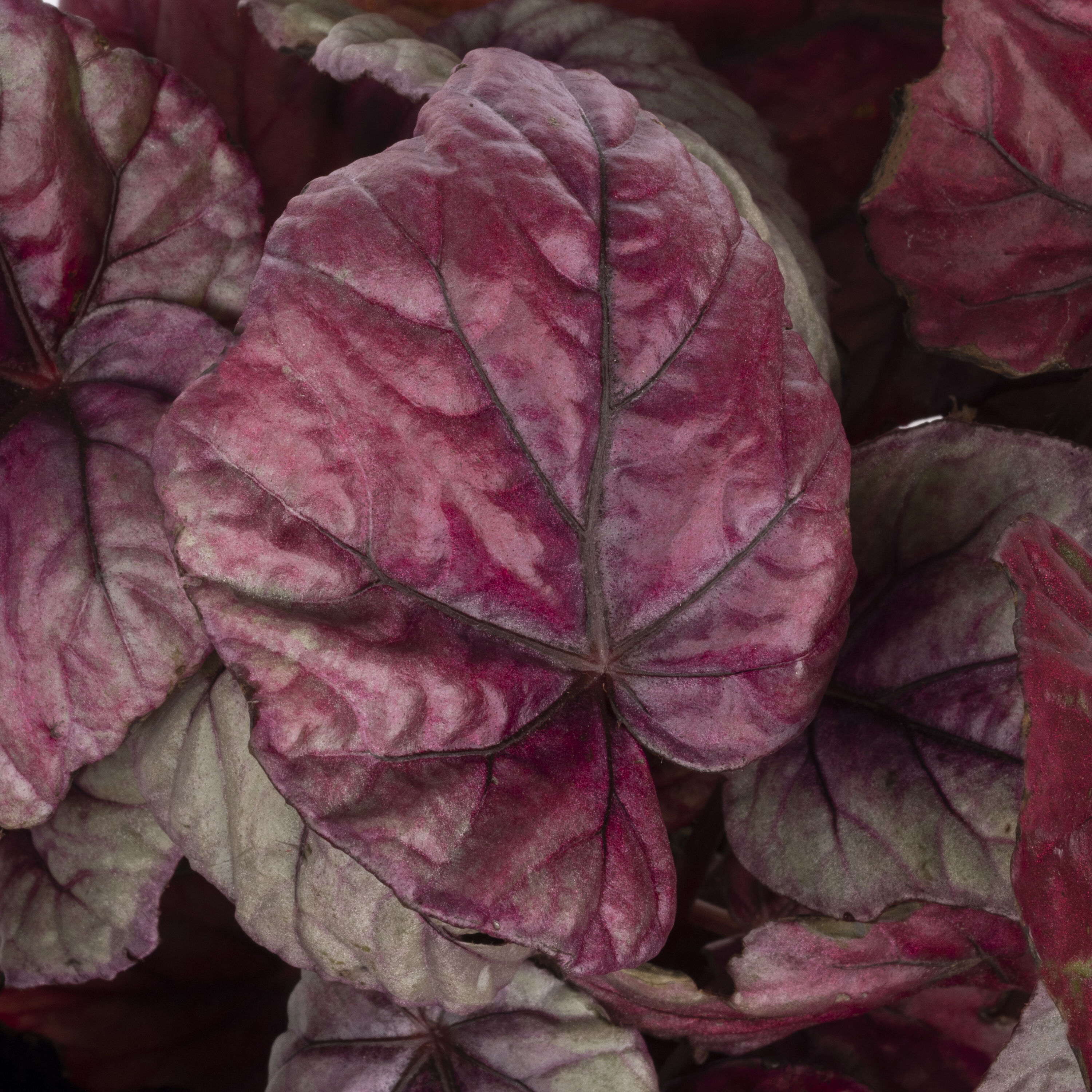 Lowe's NURSERY annuals - View #2
