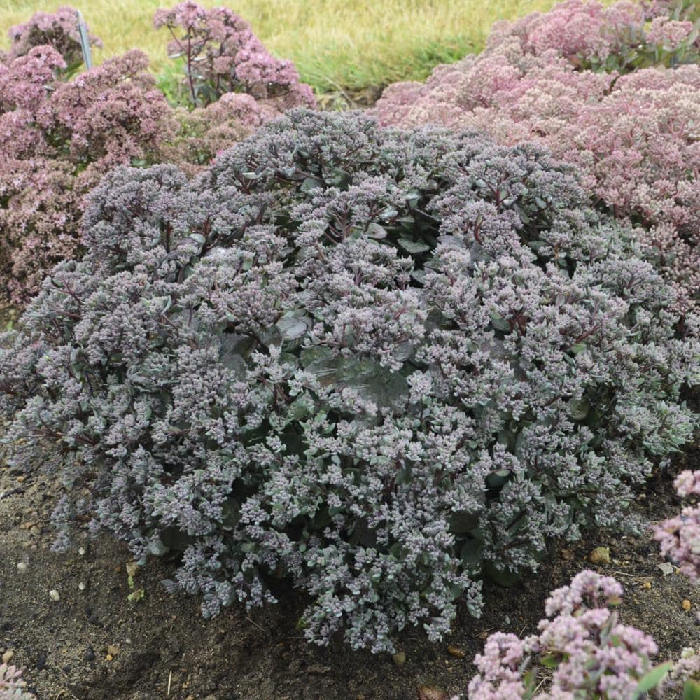 Lowe's Multicolor Sedum Flowering Shrub in 1-Gallon Pot in the Shrubs ...