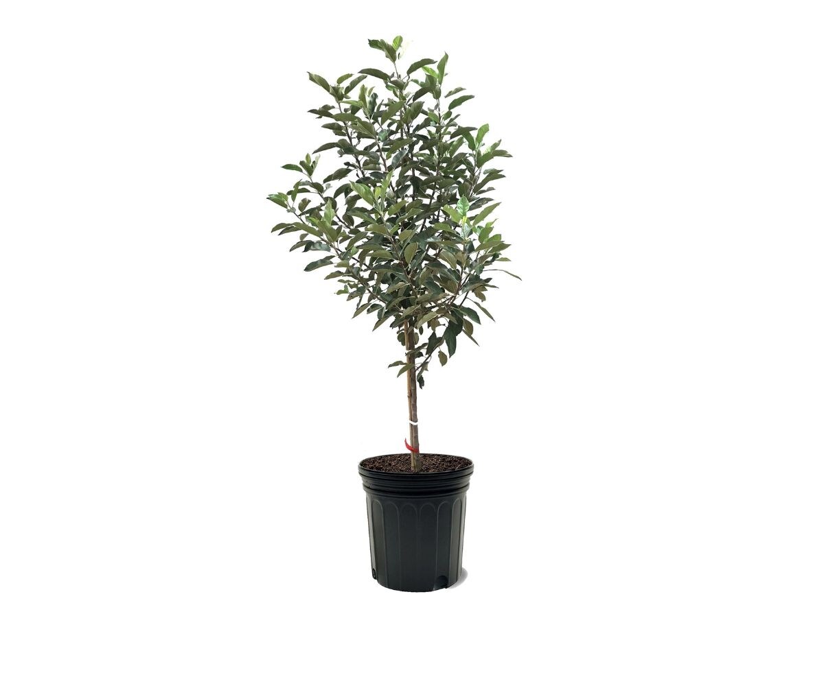 Southern Planters 7 -Gallon White Fruit Pink Lady Apple Tree In pot (with soil)