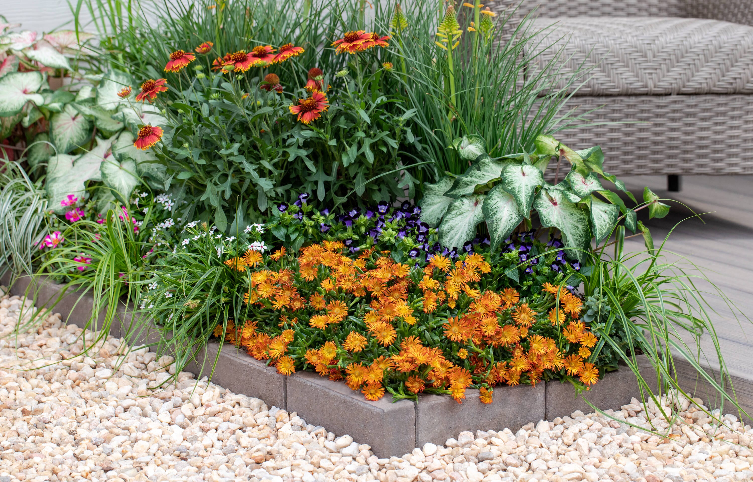 Monrovia 78641 perennials - View #4