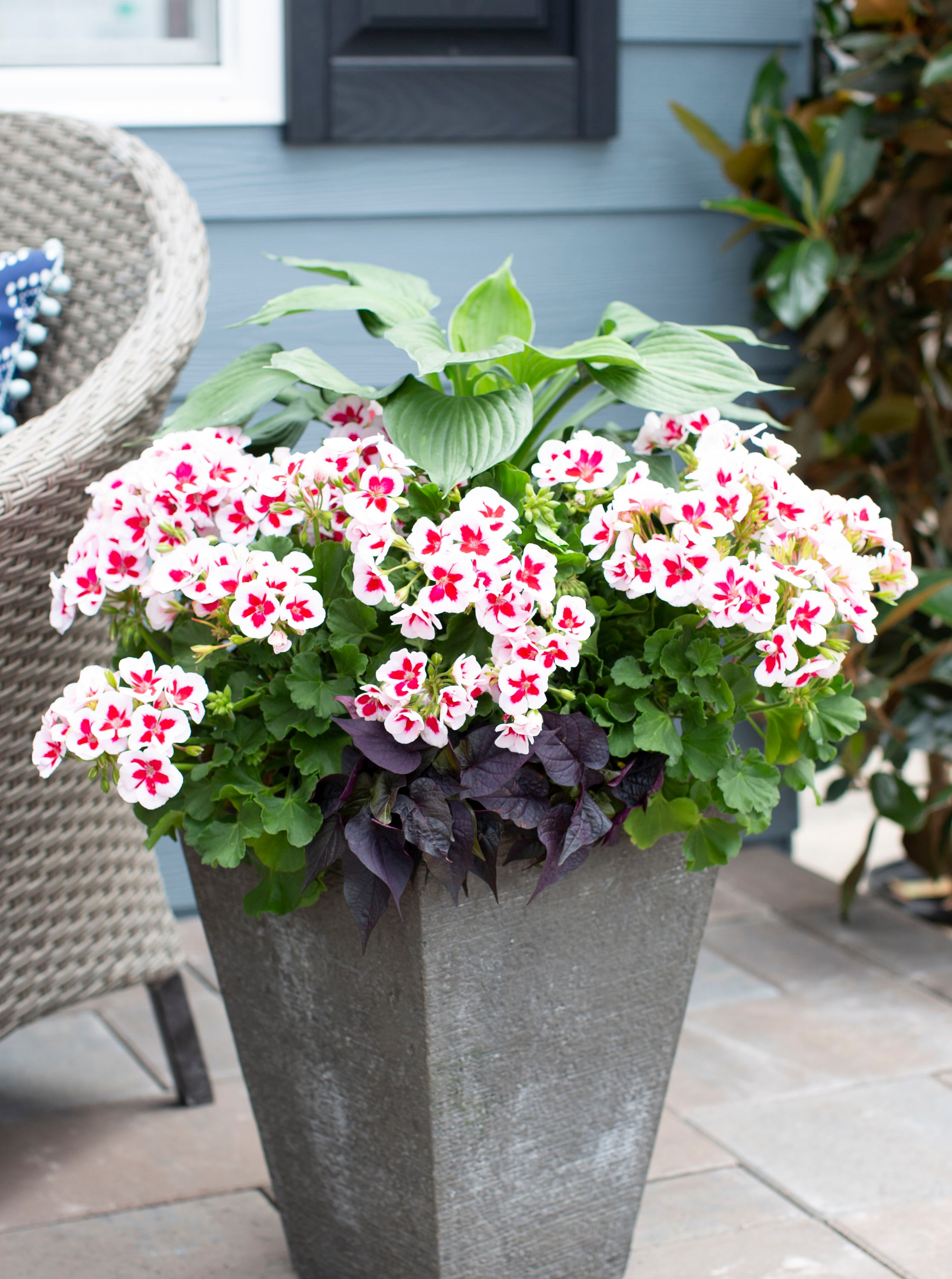 Lowe's Multicolor Geranium In 2.5-quart Pot In The Annuals Department 