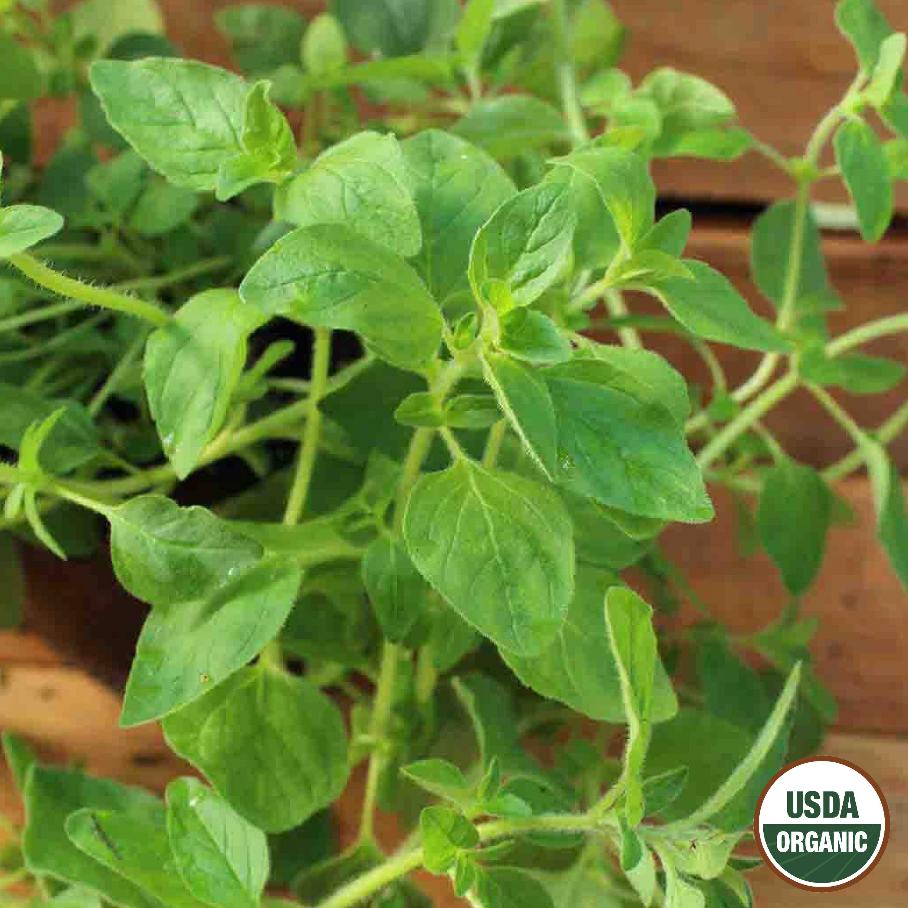 Ferry-Morse LC25.1360 Vegetable-Herb-Seeds - View #3