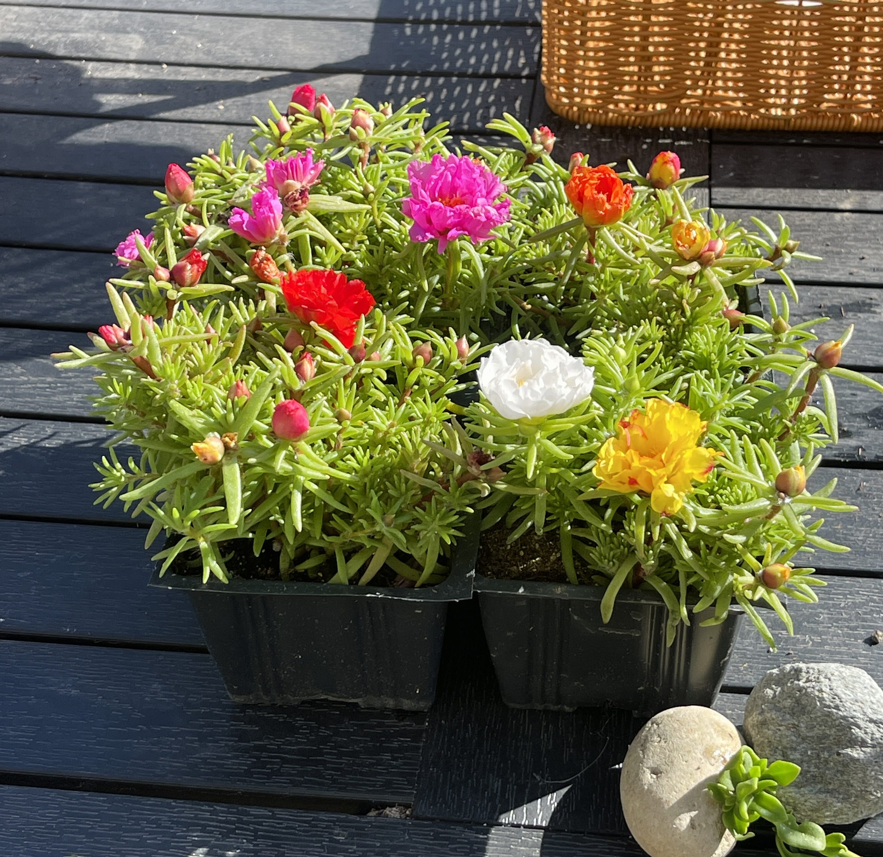 MiniEpic OP-LS-10 hseplants - View #4
