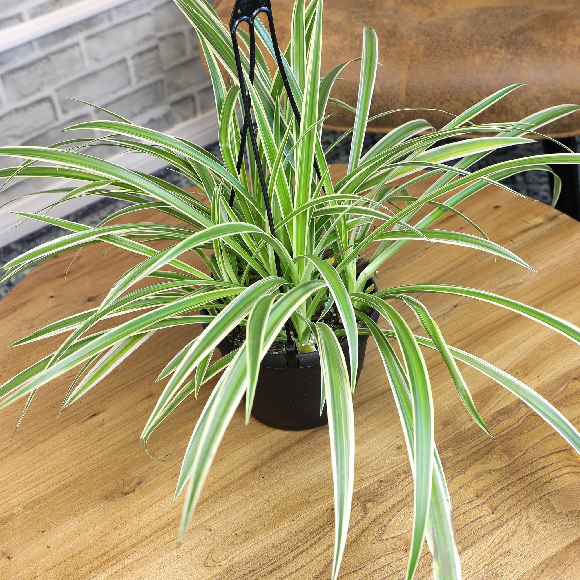 succulents zebra Haworthia 'Big Band Zebra Plant'