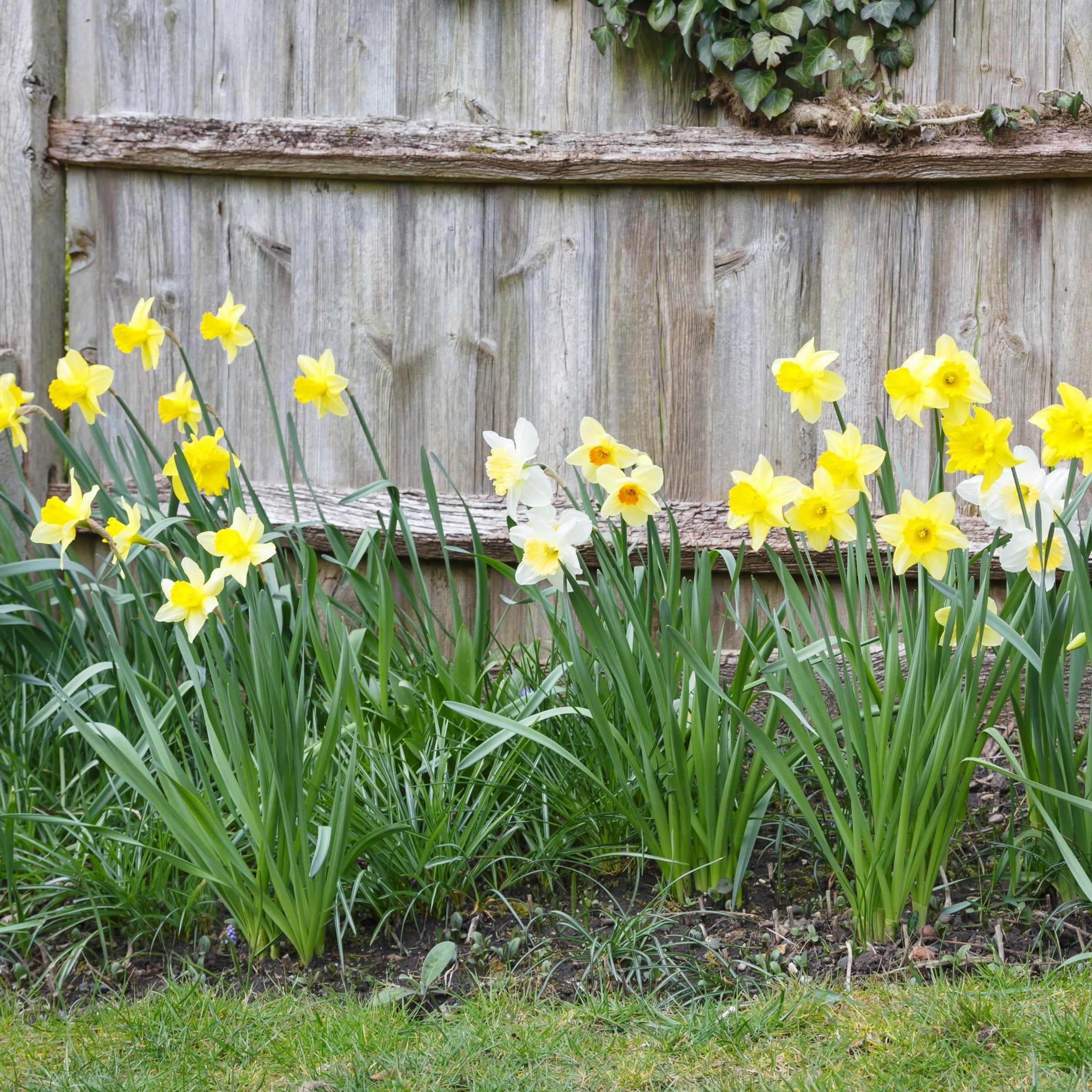 National Plant Network LW3143C Plant-Bulbs - View #10