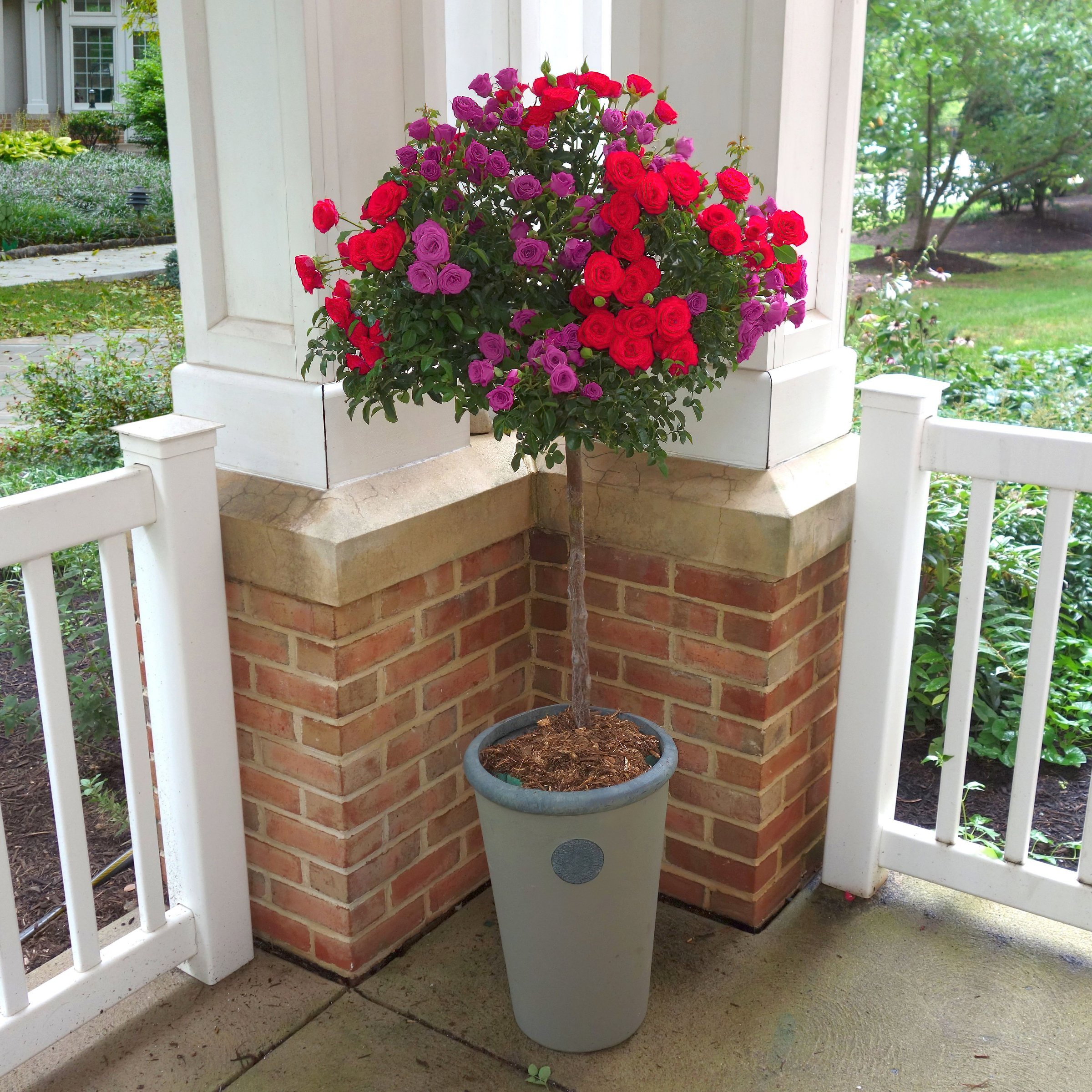 National Plant Network LW2579 roses - View #4