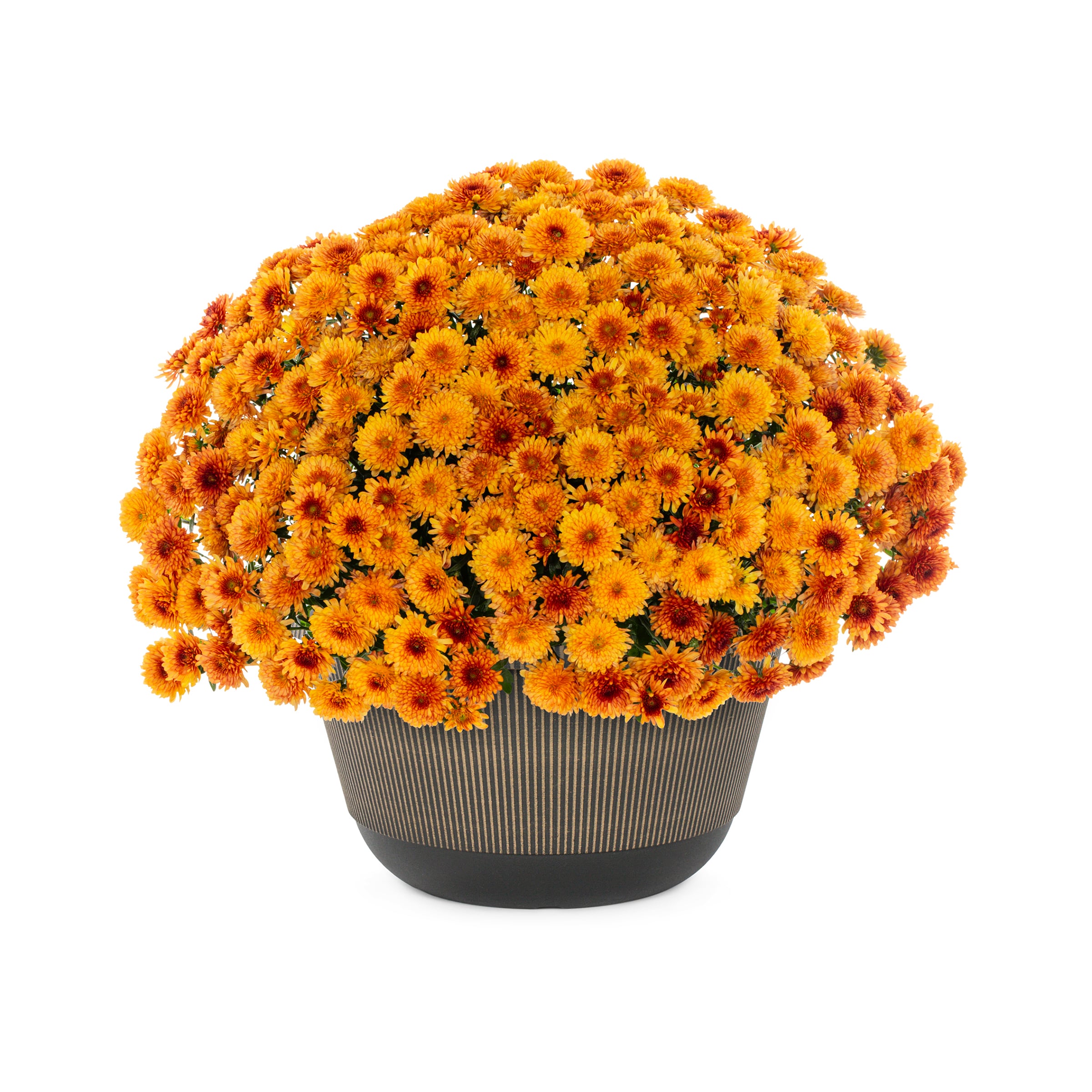 Lowe's NURSERY annuals - View #3