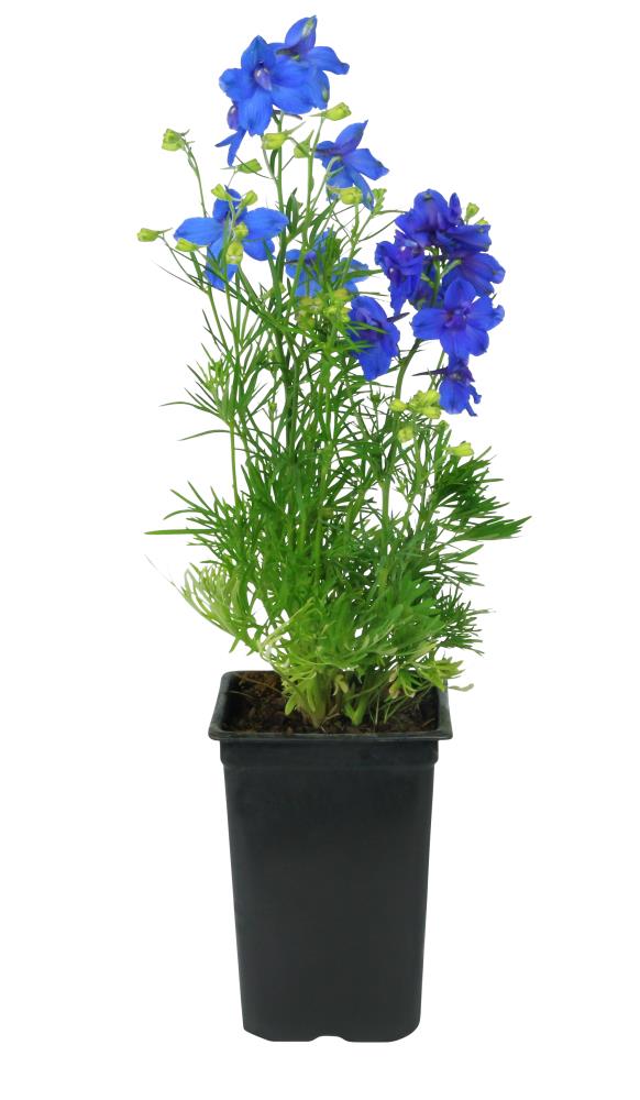 1-Qt Delphinium Perennial Plant 10-Pack in the Perennials department at ...