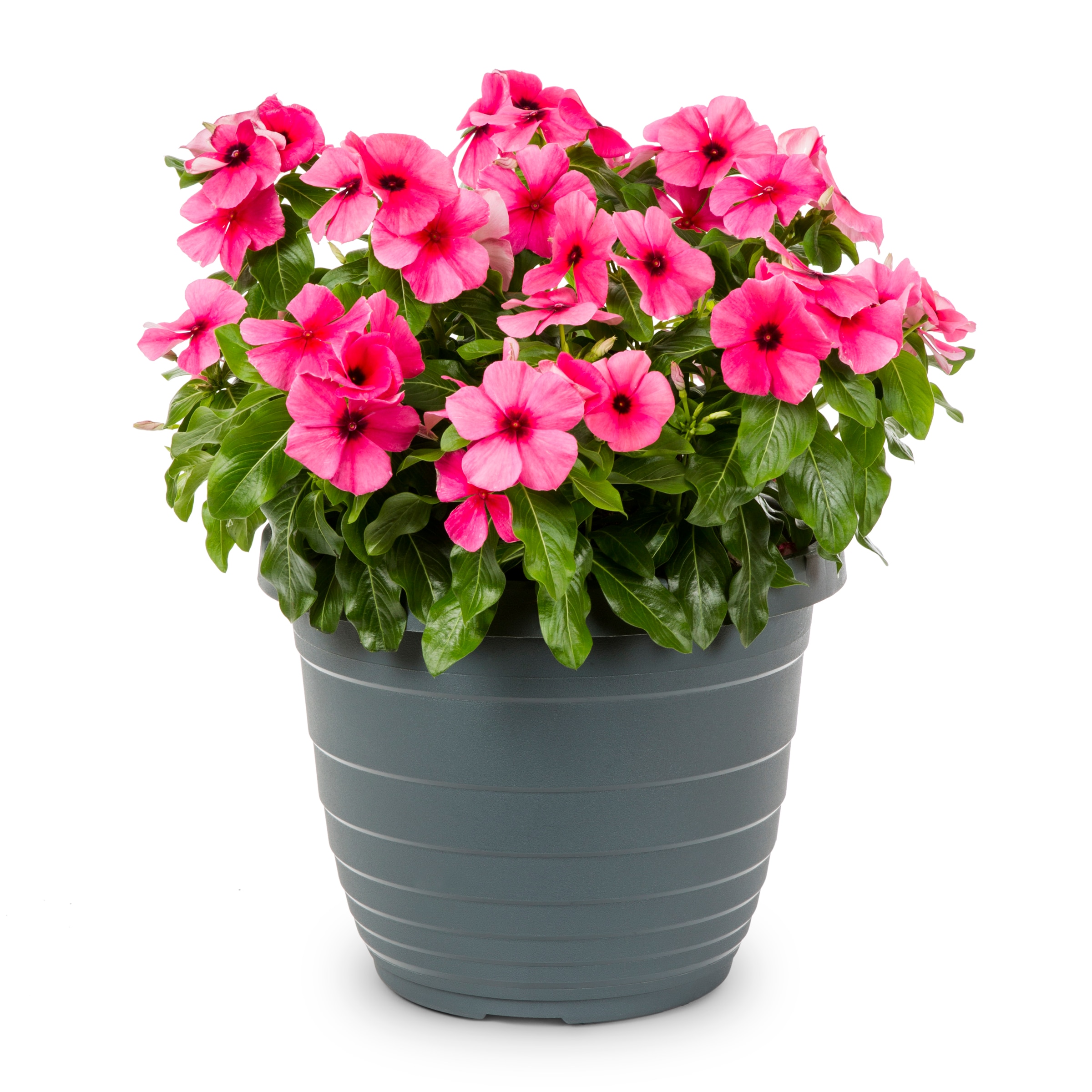 Lowe's Multicolor Vinca in 1.75-Gallon Planter NURSERY at Lowes.com