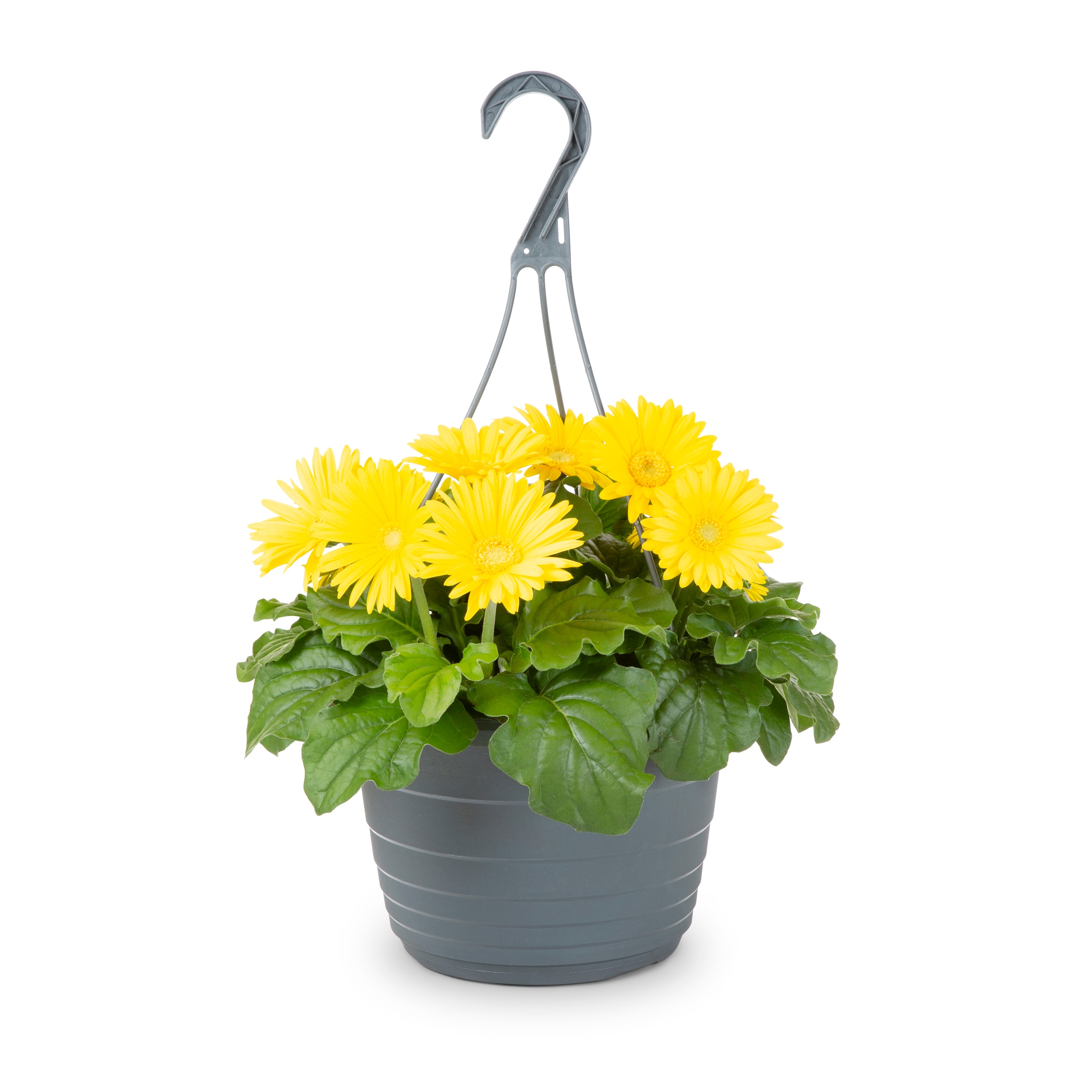 Lowe's 211416 annuals - View #11