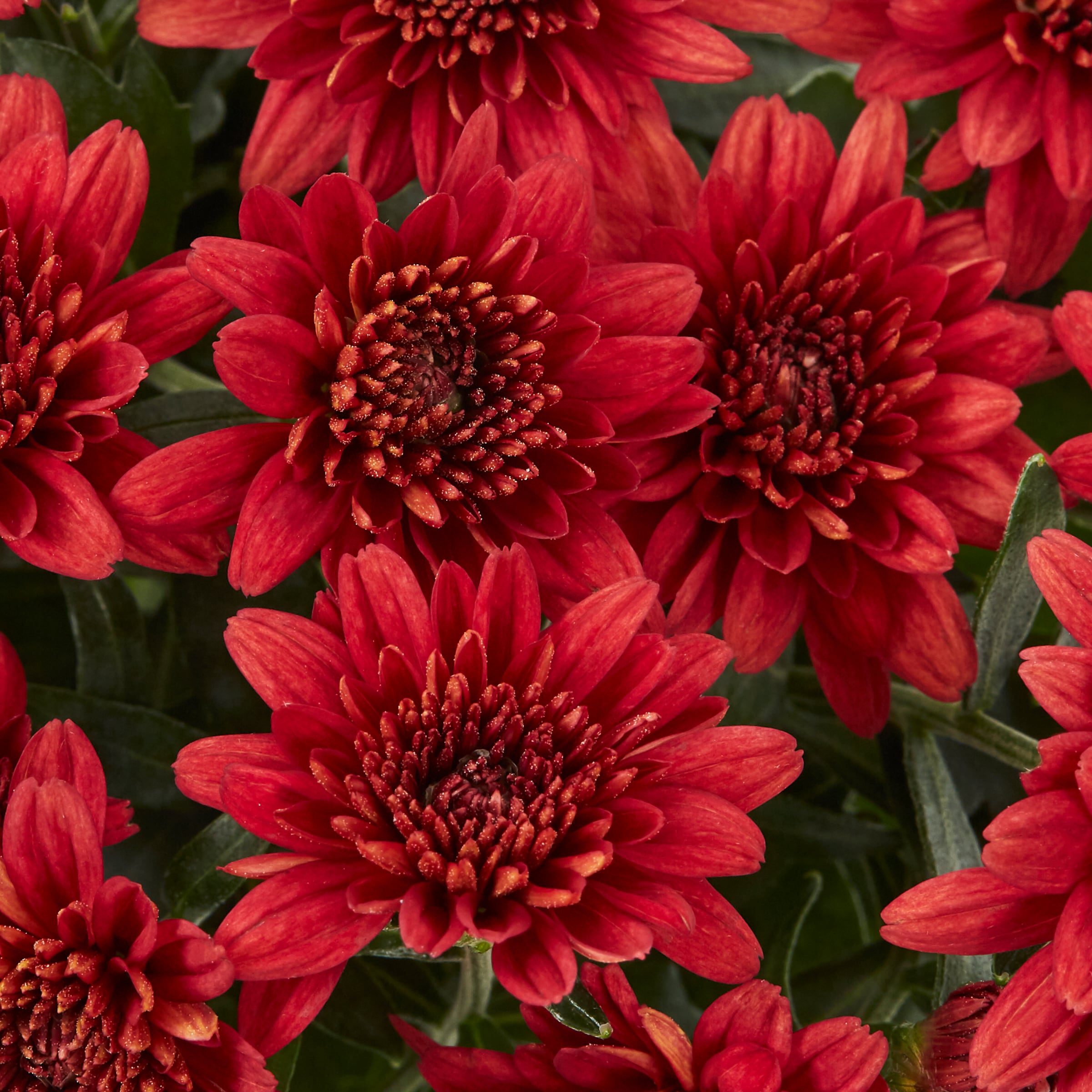 Metrolina Greenhouses 4387 annuals - View #2