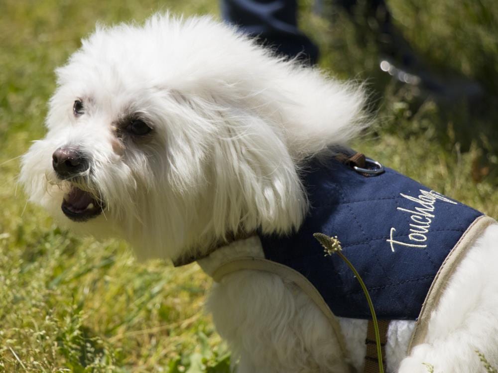 Official Indianapolis Colts Dog Jerseys, Colts Pet Leash, Collar,  Indianapolis Colts Pet Carrier