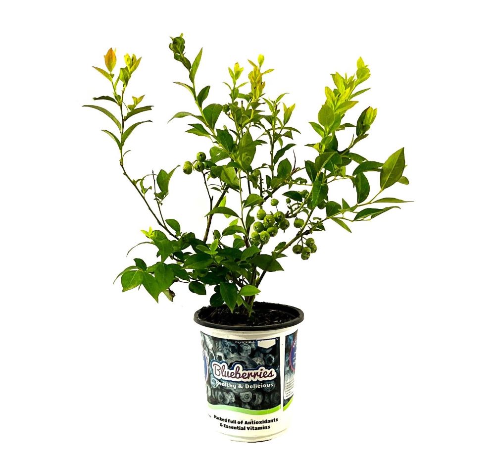  O894801 1.0 -Pack Blueberry Plant in Pot Spring