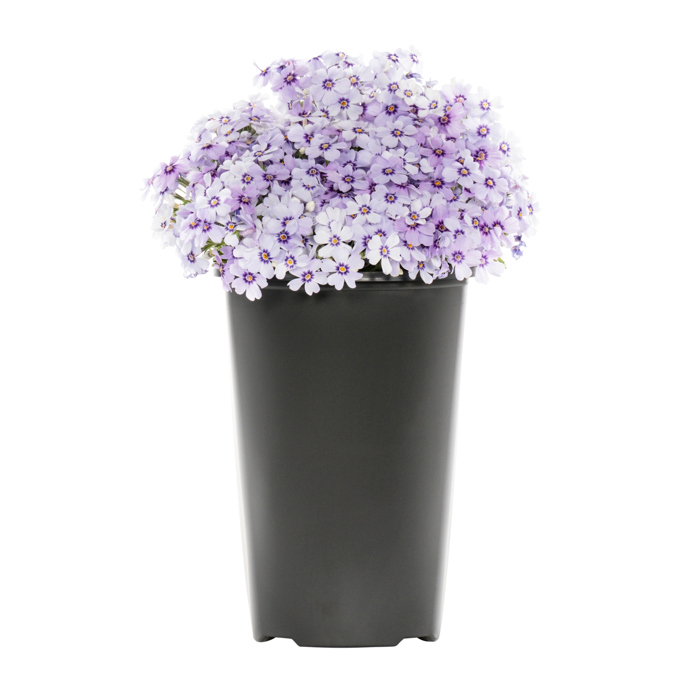Purple Purple Beauty Creeping Phlox Plant in 2 -Quart Pot 1 -Pack - Low Maintenance