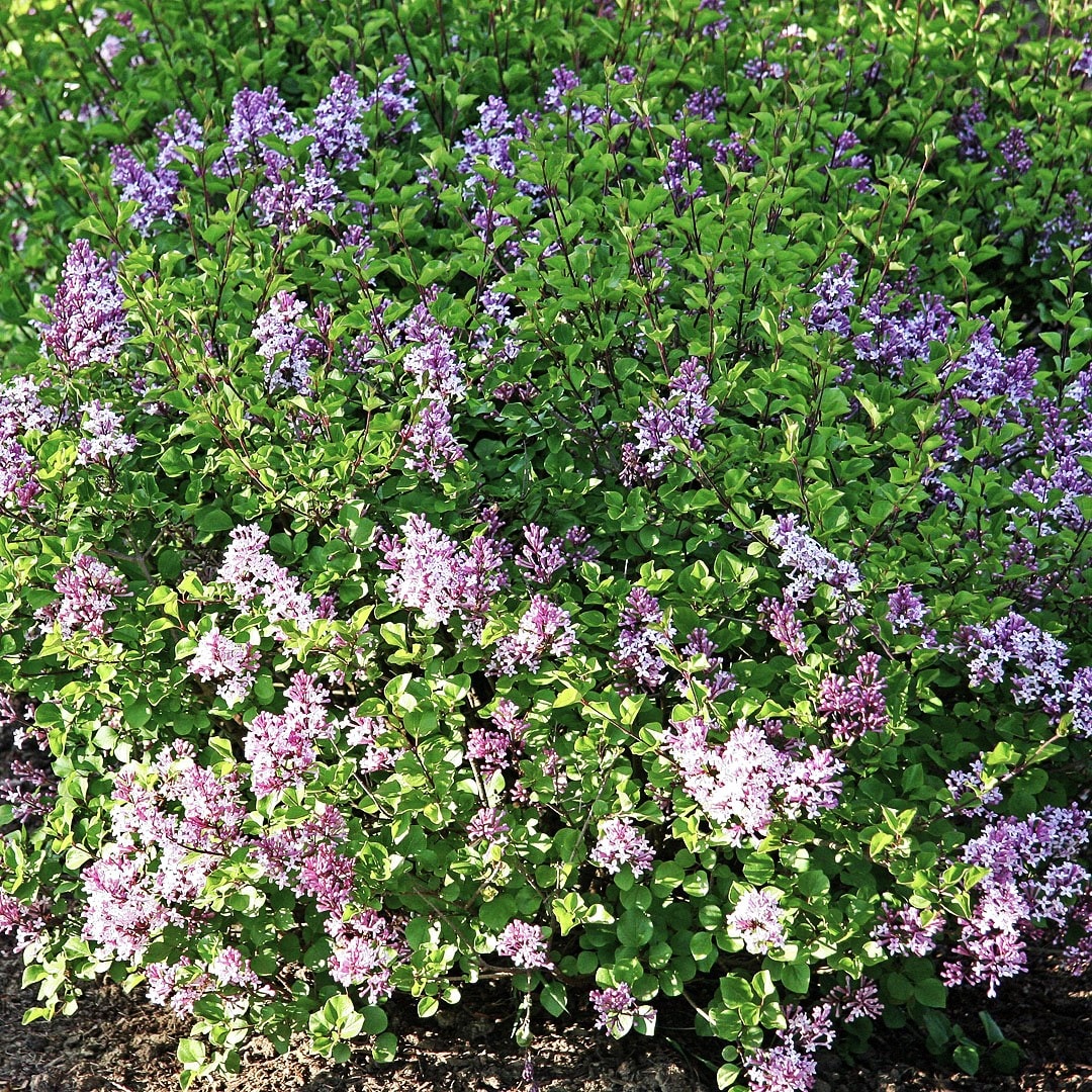  O860003 shrubs - View #3