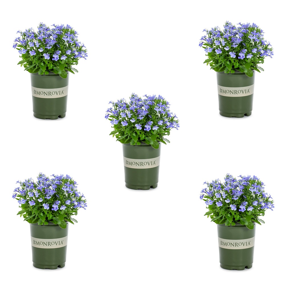 Lobelia Blue Annuals at Lowes.com