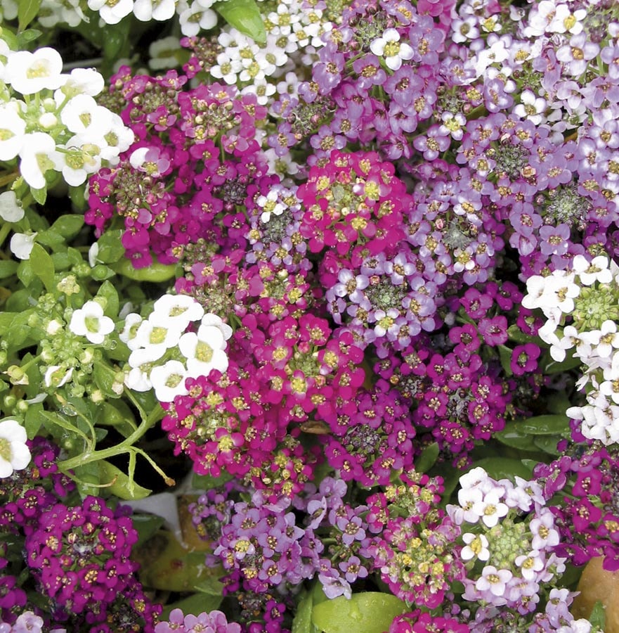 Lowe's NURSERY Multicolor Alyssum in 1.25 Quart(s) Pot