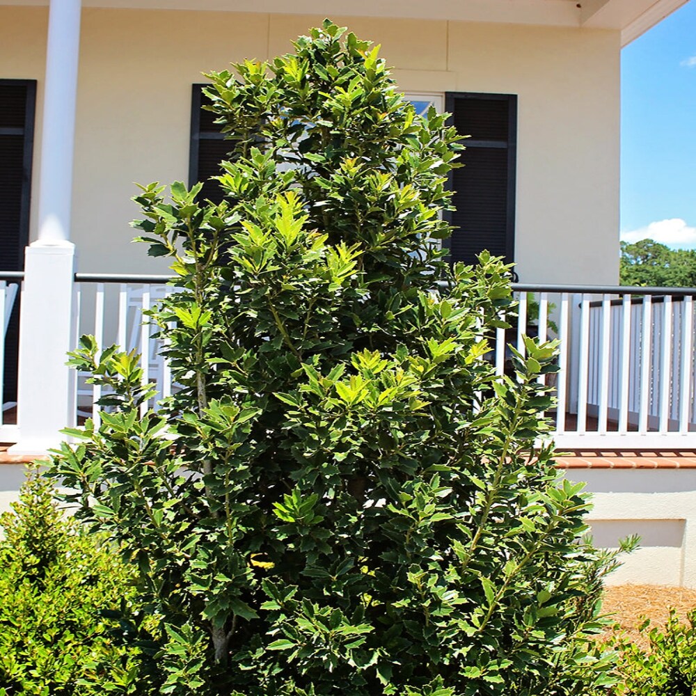 Southern Planters HOLOAK01G trees - View #3