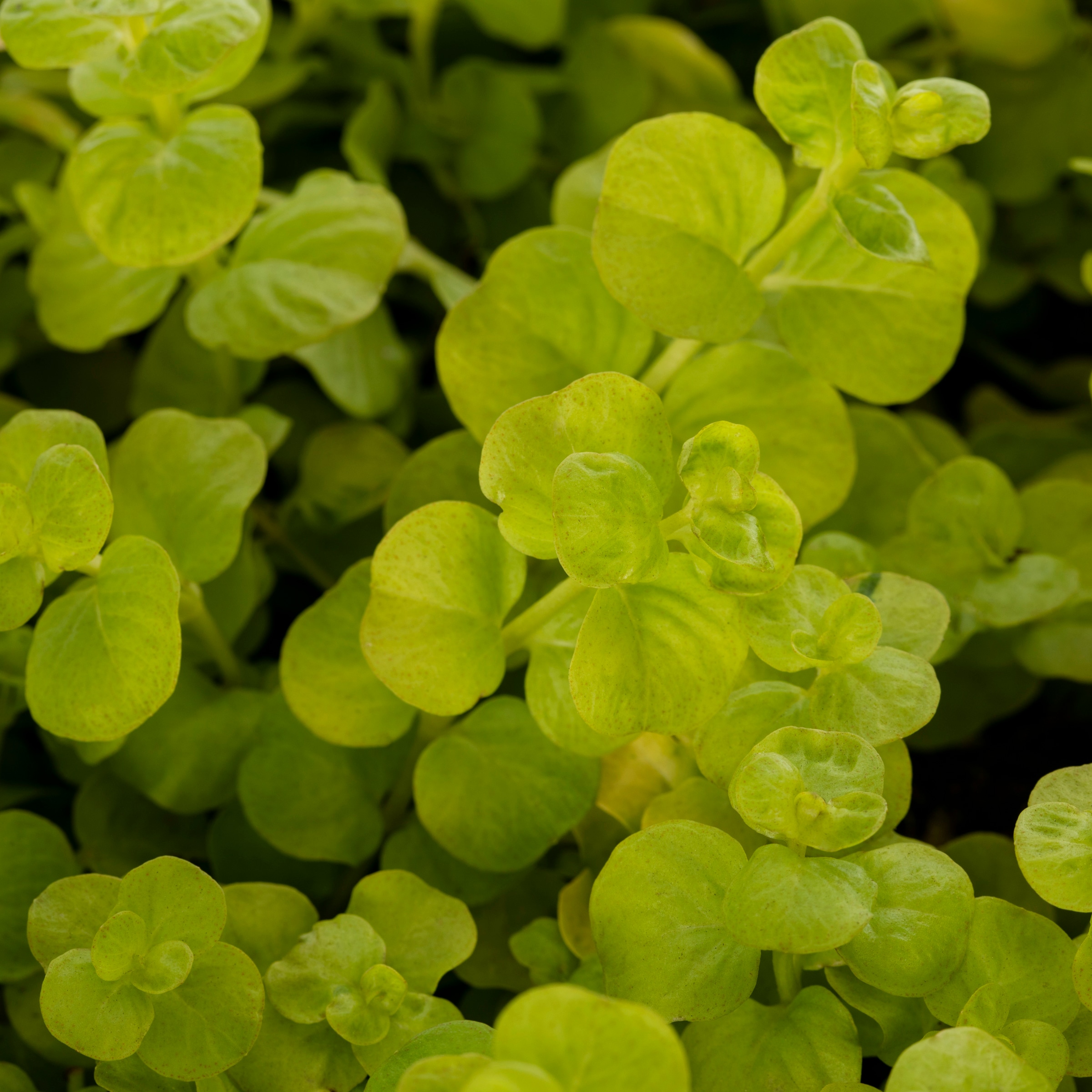 Lowe's NURSERY annuals - View #2