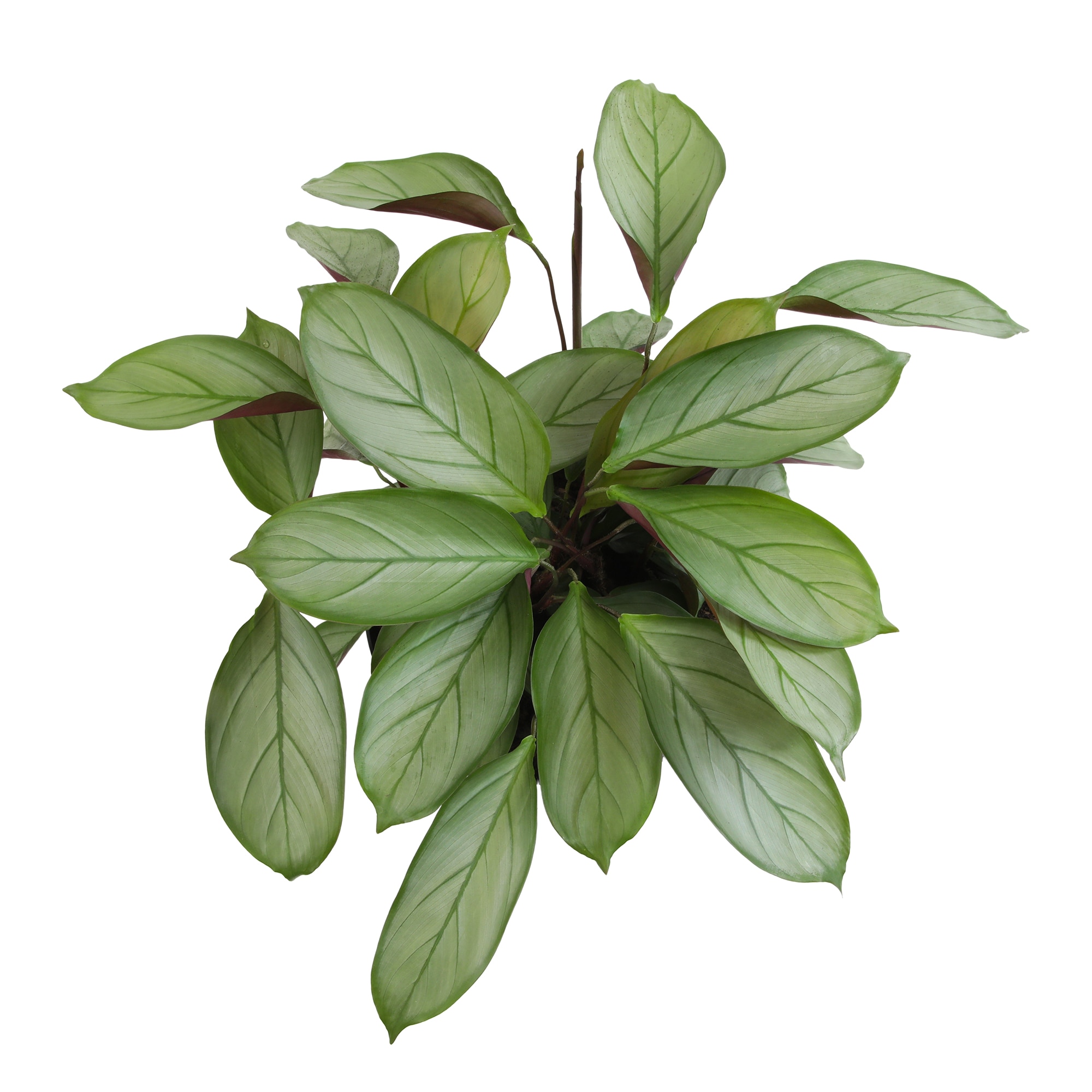 Altman Plants 0873099 hseplants - View #2