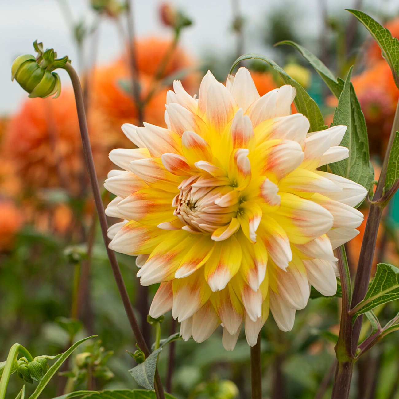 Van Zyverden 84120 Plant-Bulbs - View #3