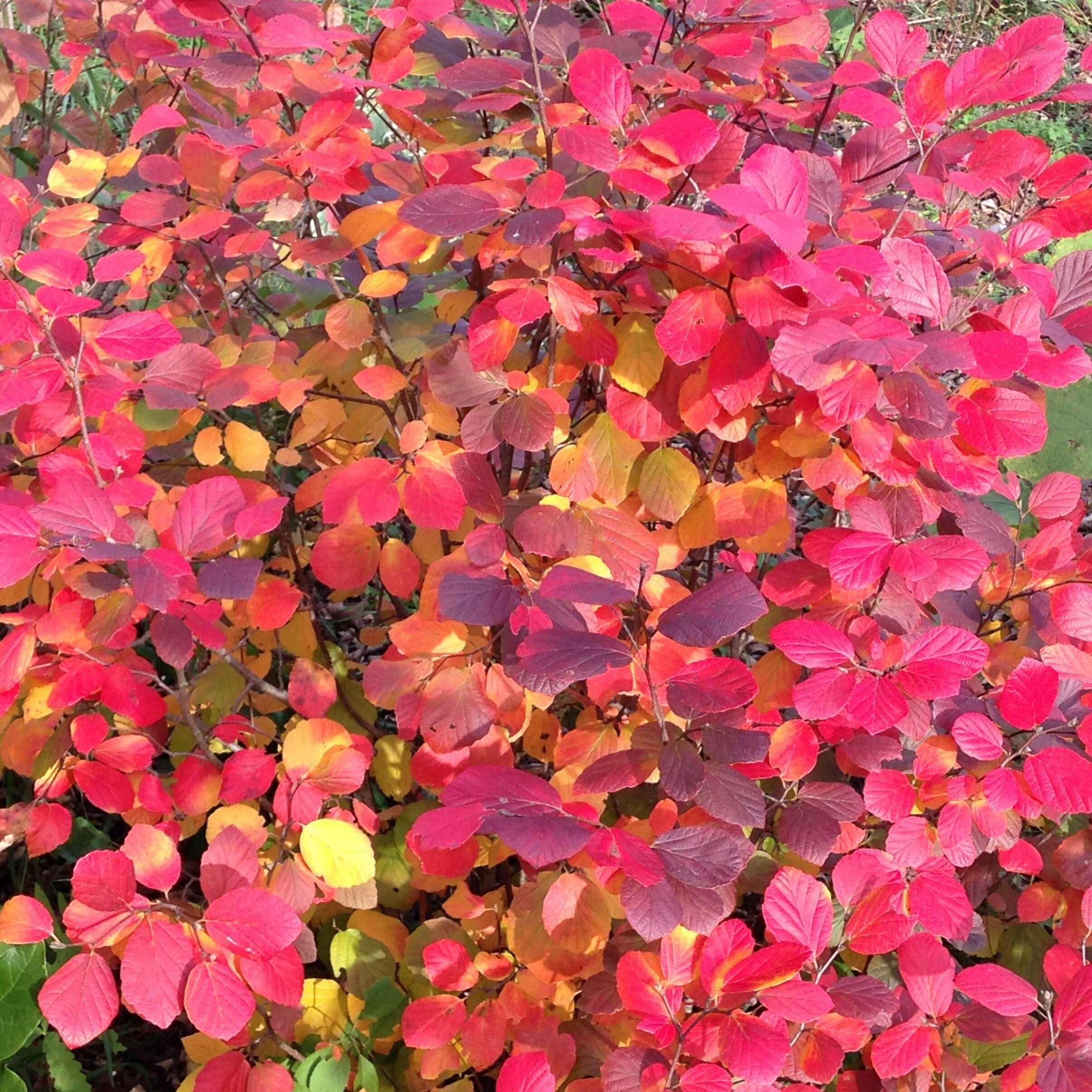 Proven Winners White Legend Of The Fall Bottlebrush (Fothergilla ...