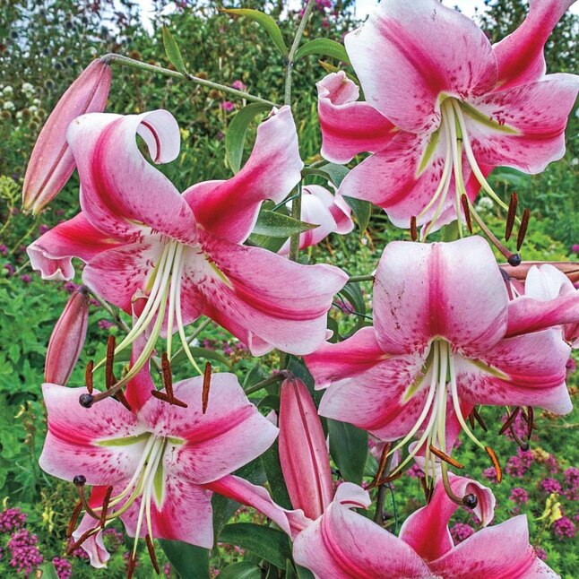 Breck's Pink Anastasia Orienpet Giant Lily Bulbs Bagged 5-Pack at