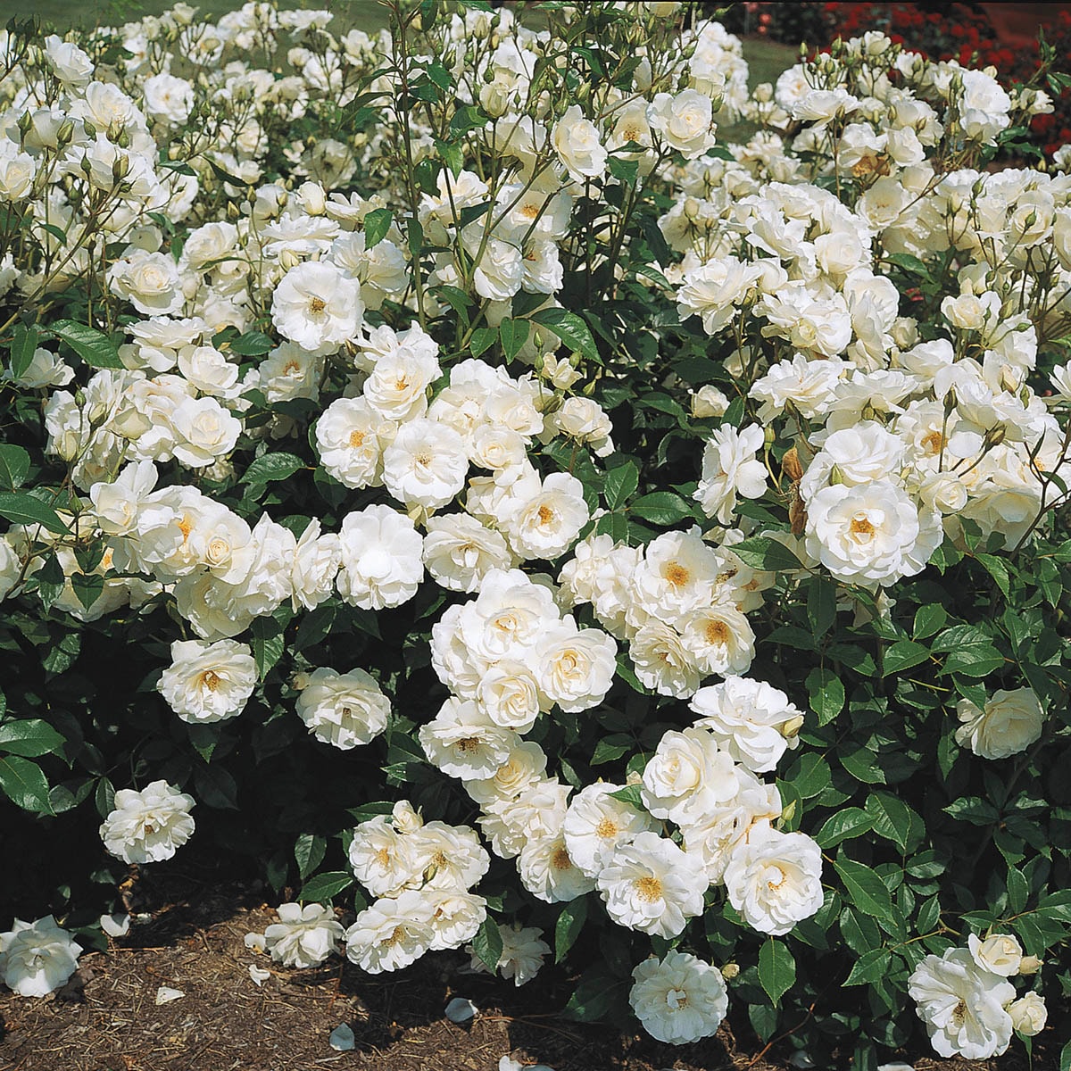 Spring Hill Nurseries 99228 roses - View #3