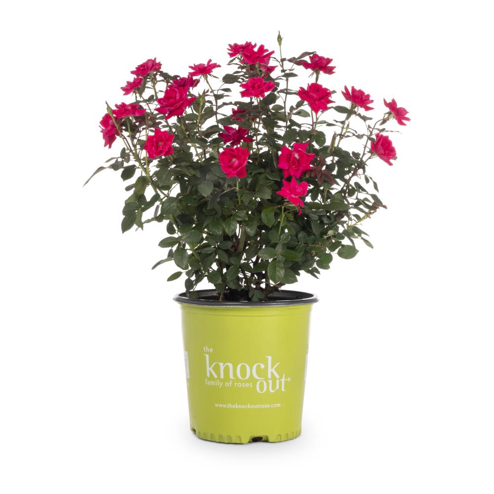 Lowe's Red Knock Out Double Red 2-Gallon (s) in Pot in the Roses ...