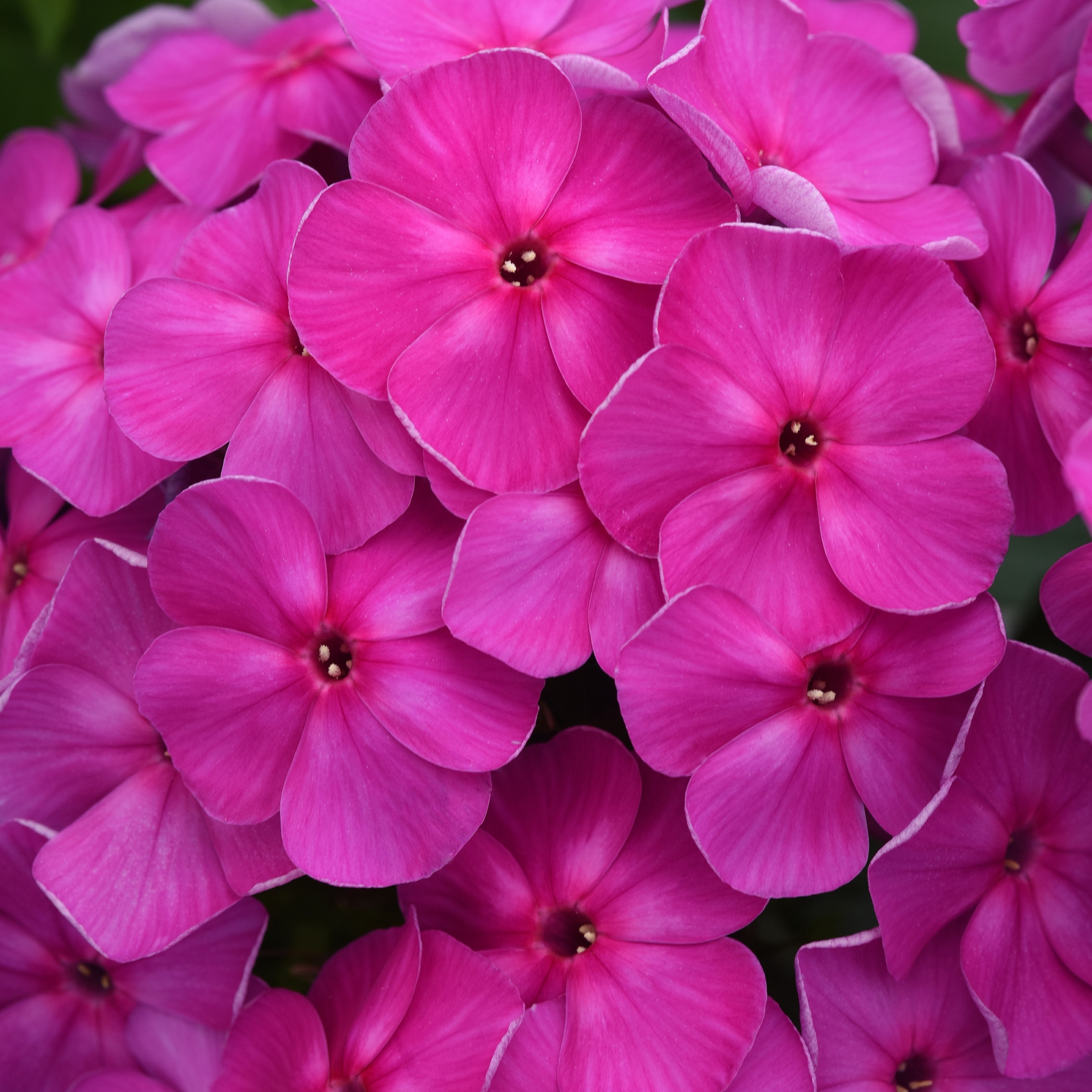National Plant Network LW1586 perennials - View #3