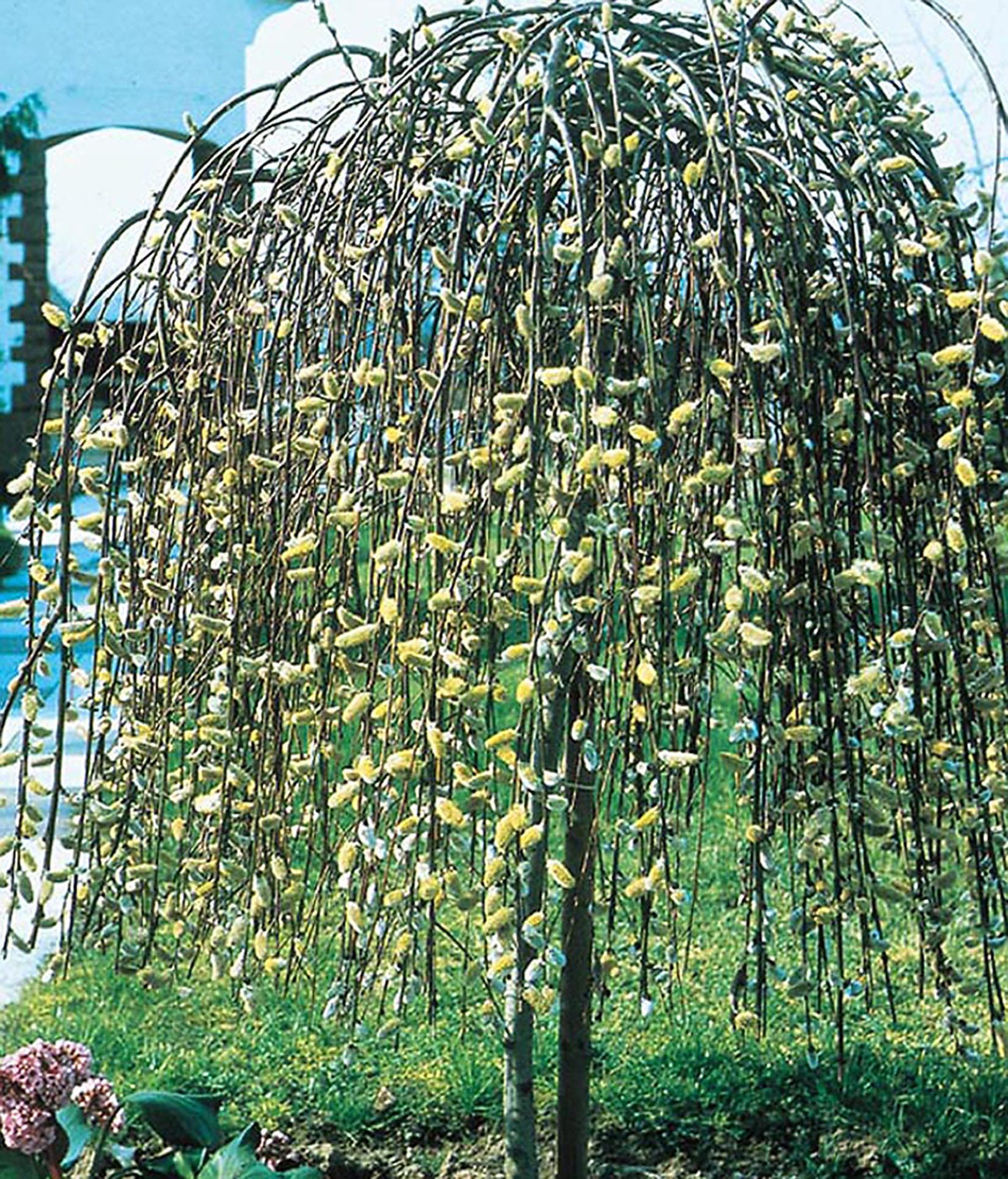  5 Bright Green Willow Tree Cuttings to Grow - Weeping Flower :  Patio, Lawn & Garden