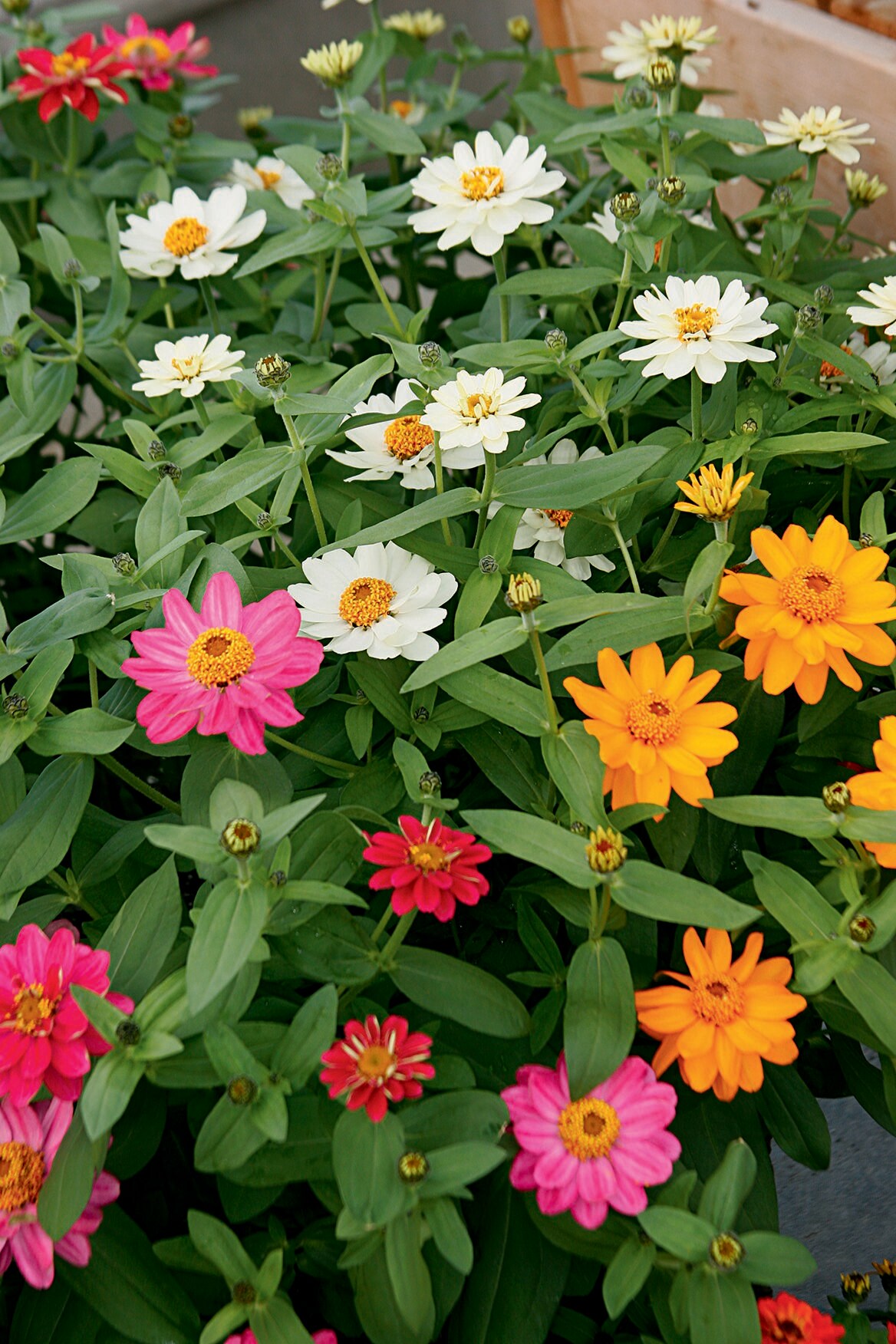 Lowe's NURSERY annuals - View #2