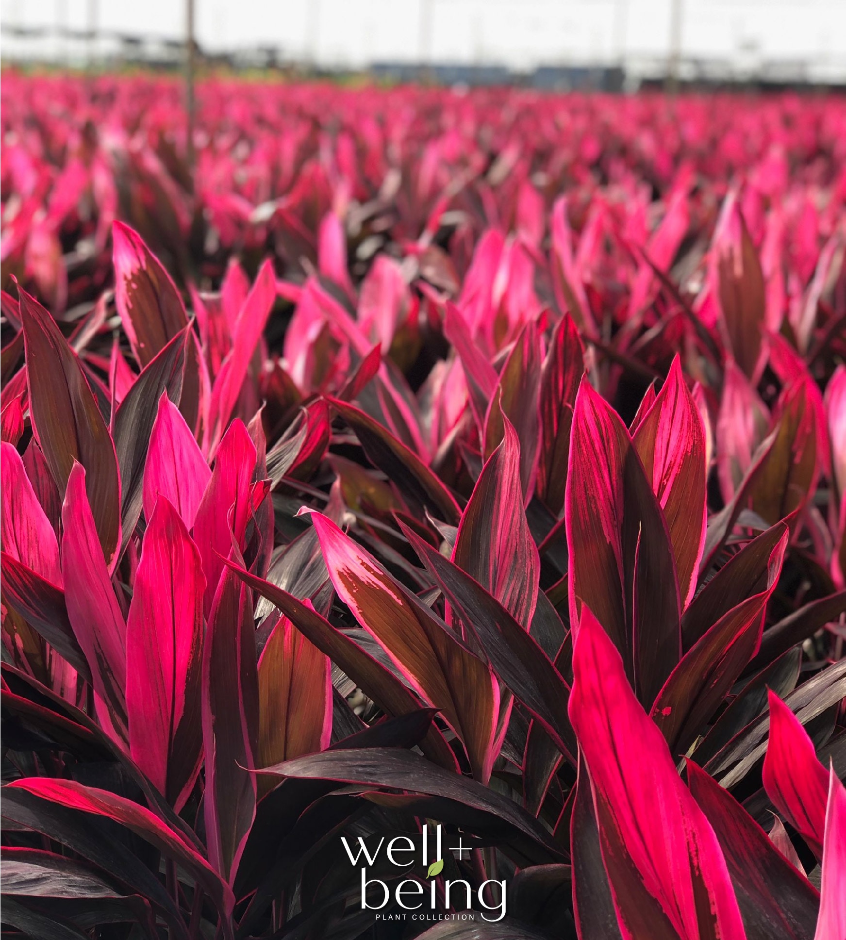  3784 perennials - View #4