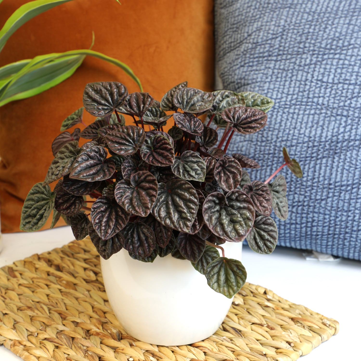 Altman Plants 0881585 hseplants - View #4