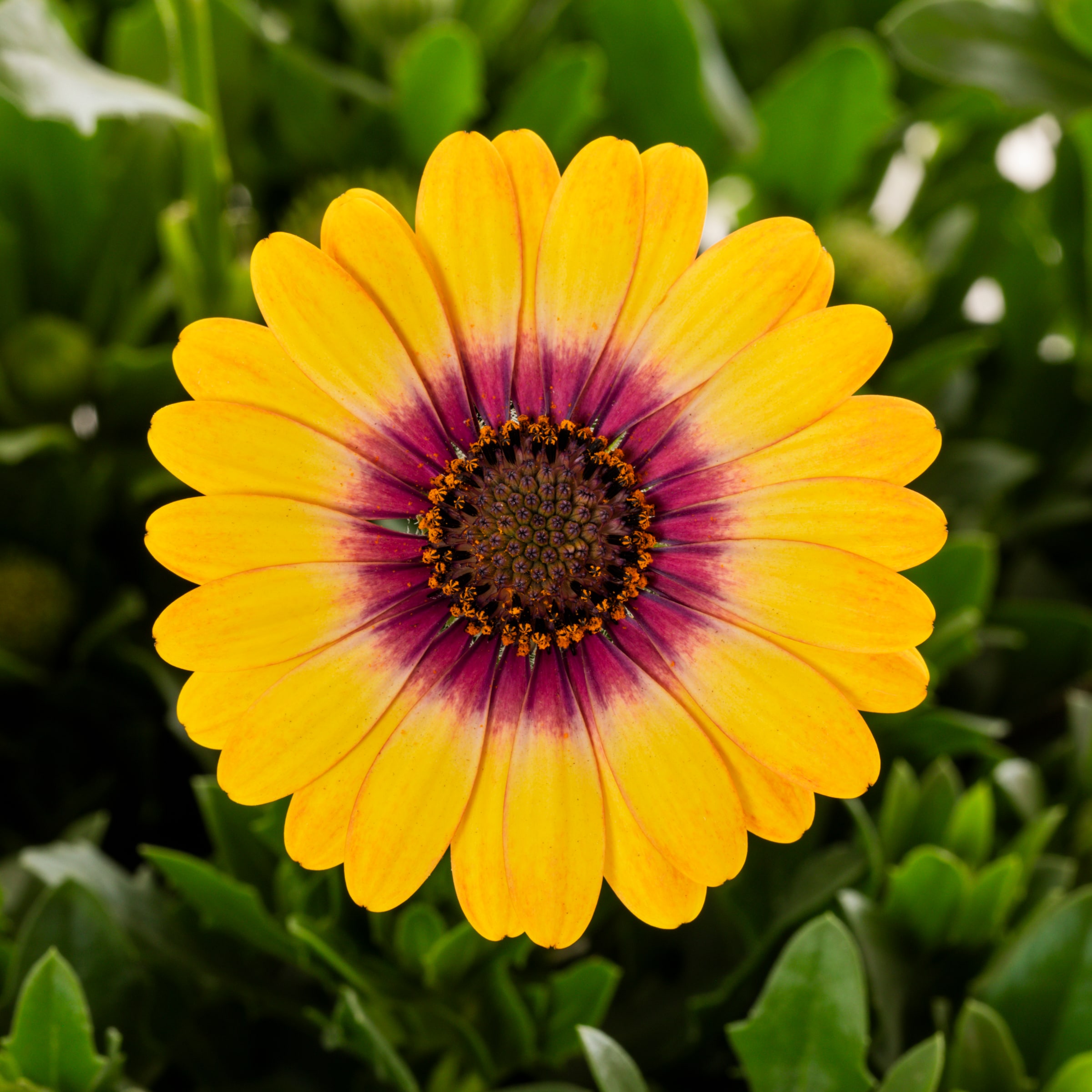 Metrolina Greenhouses 4706 annuals - View #2