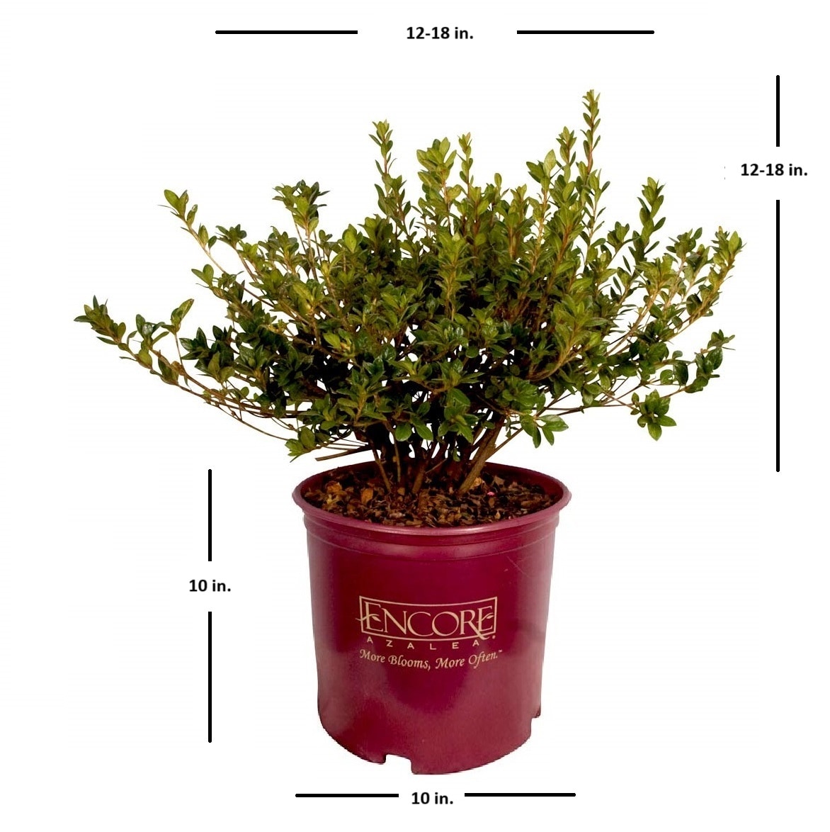 Encore Azalea 80513-1 shrubs - View #13