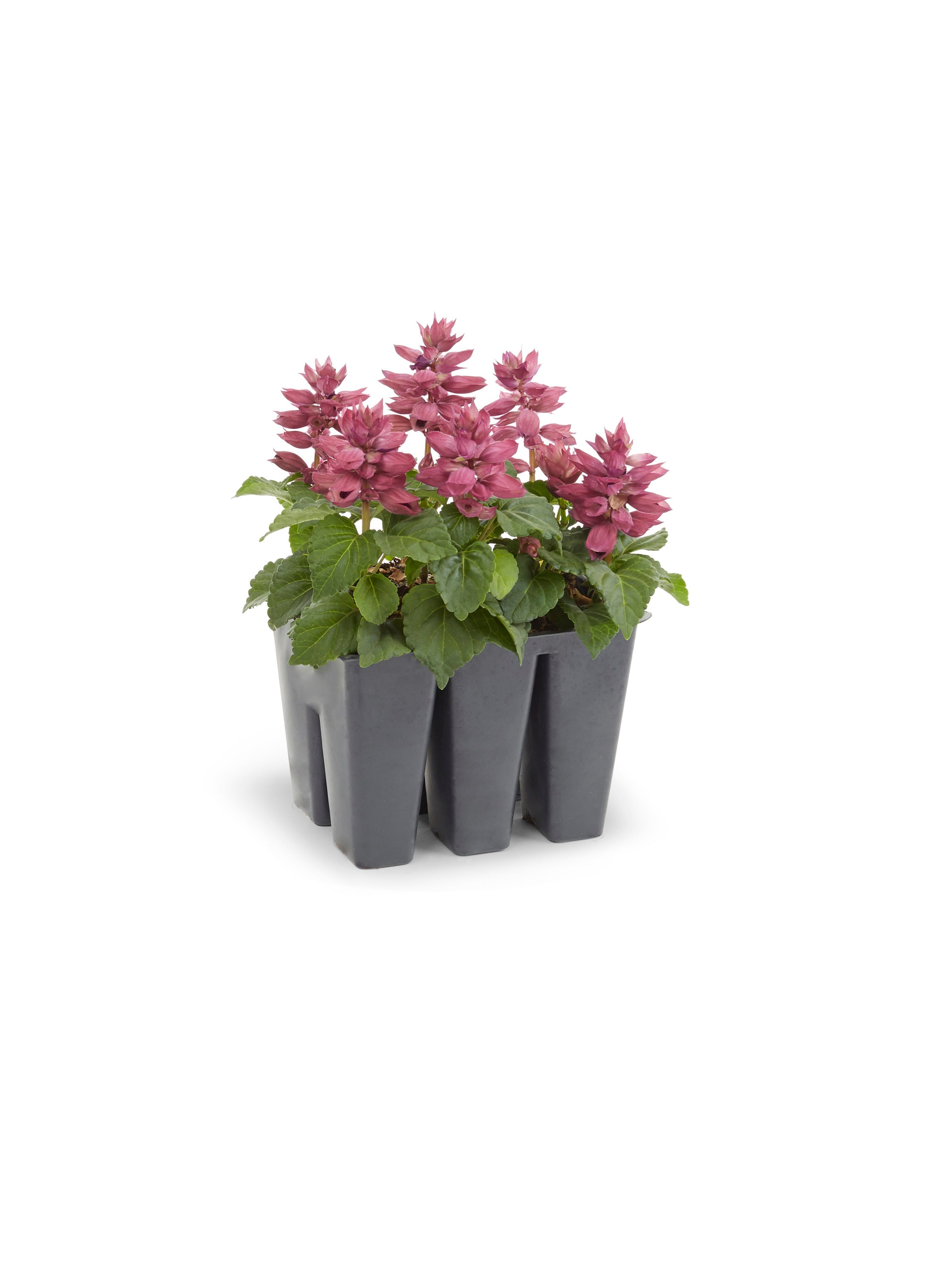 Lowe's Multicolor Salvia in 6-Pack Tray 6-Pack in the Annuals ...