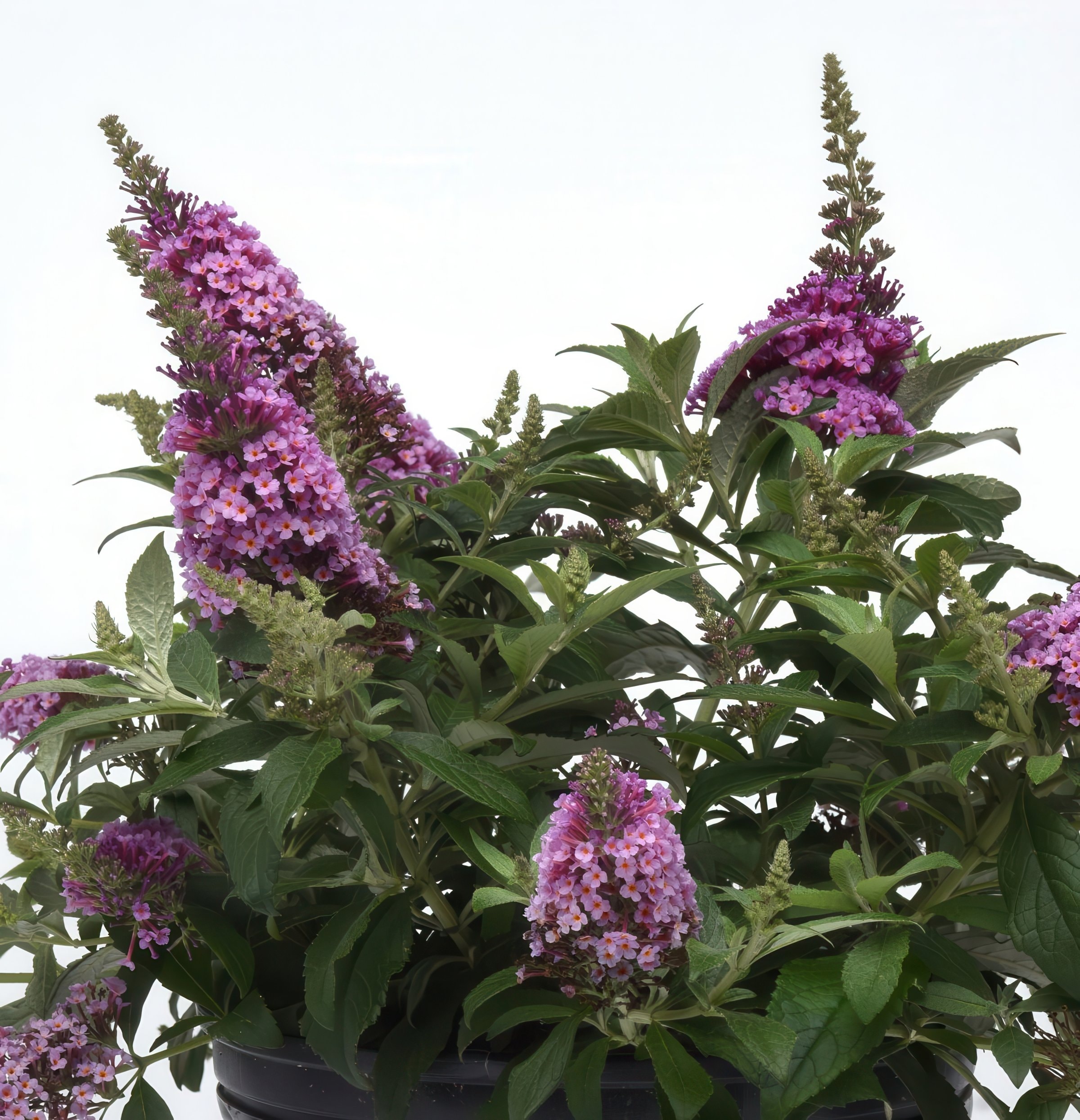 National Plant Network LW1962 shrubs - View #4