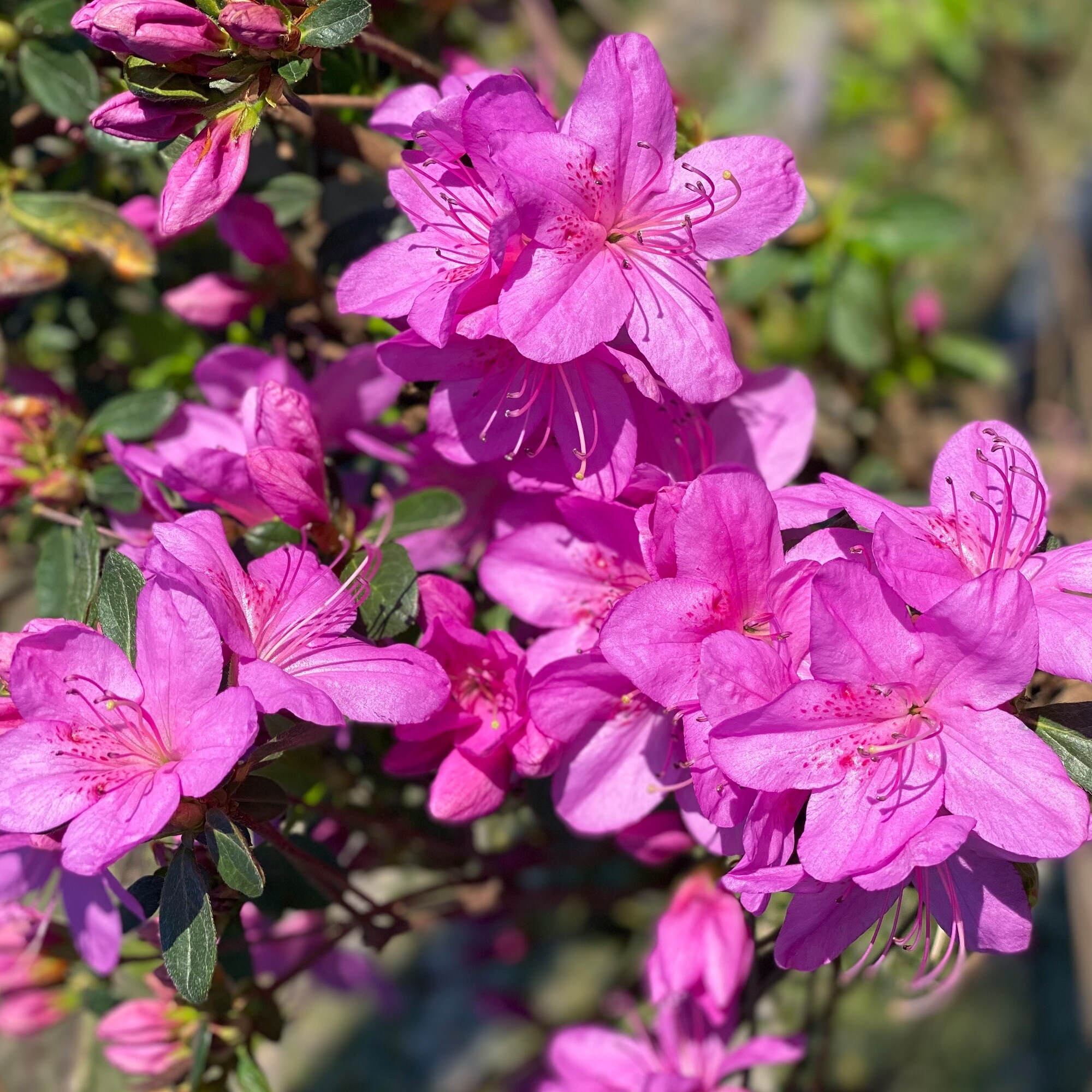 Alder & Oak AZPH05 Azalea Flowering Shrub in 3.2 -Gallon Pot 1 -Pack with Pink Blooms